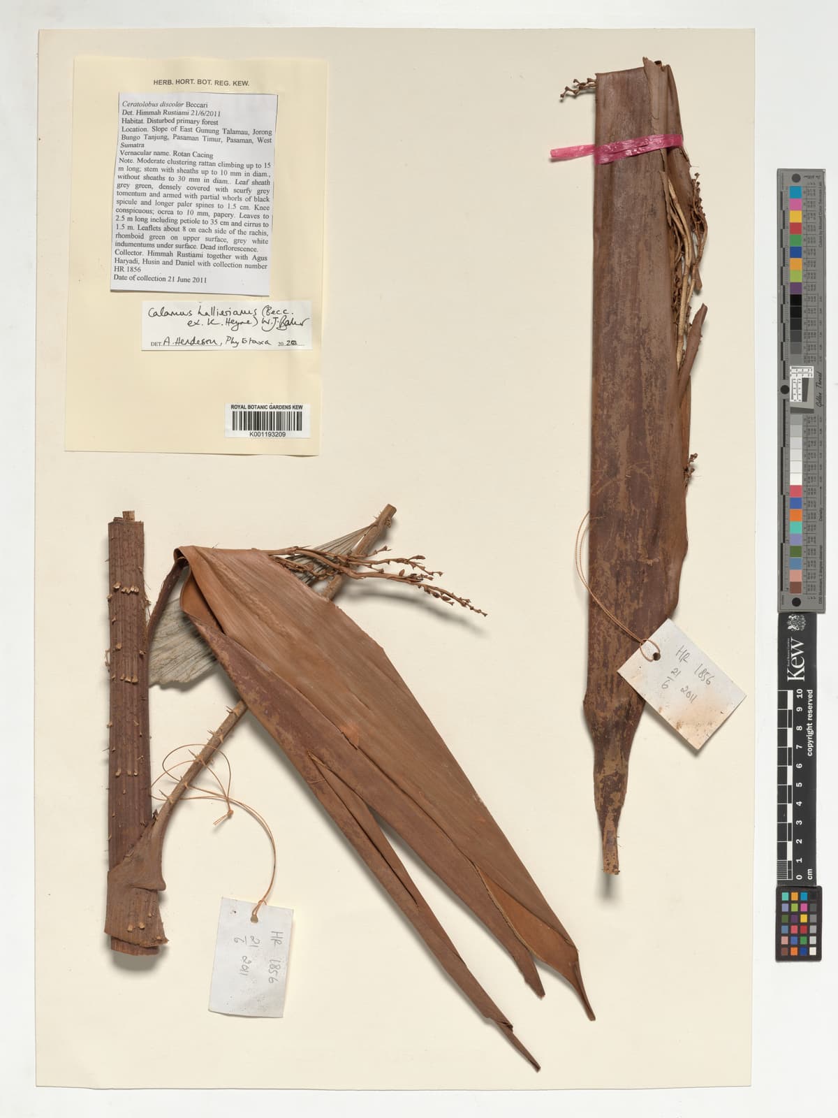 Botanical specimen of Ceratolobus Kingianus.