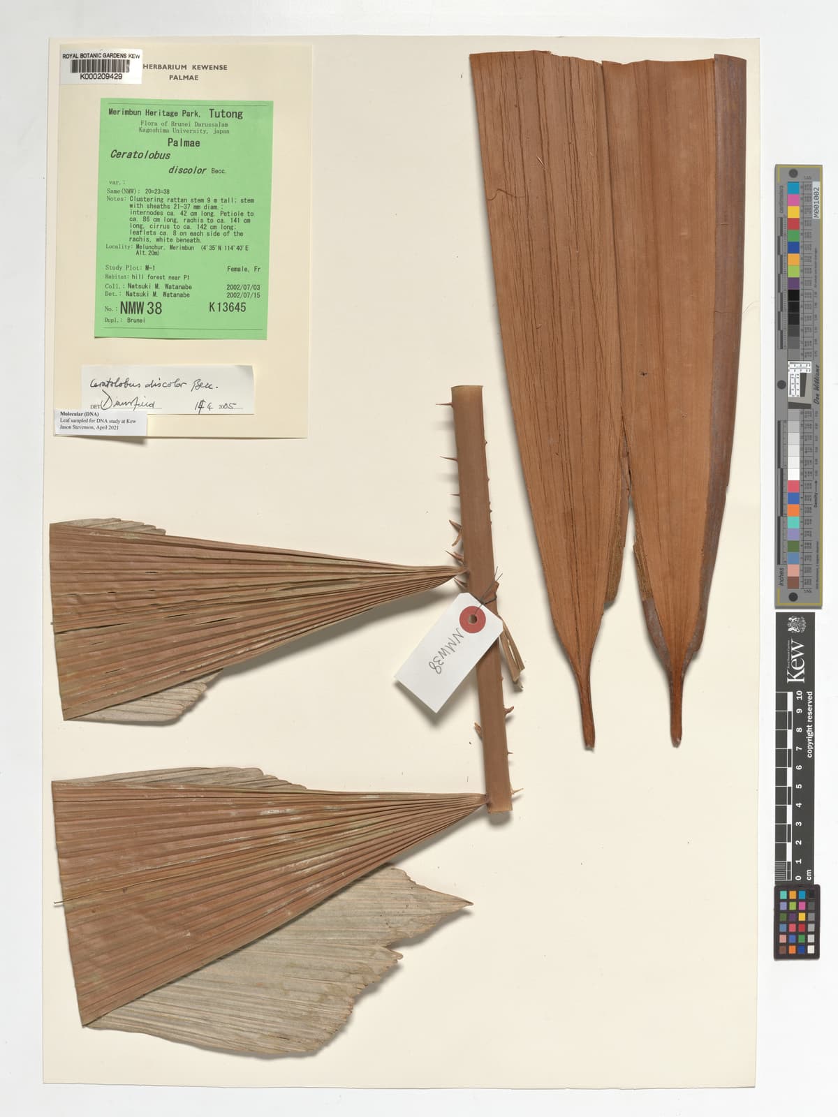 Botanical specimen of Ceratolobus Kingianus.