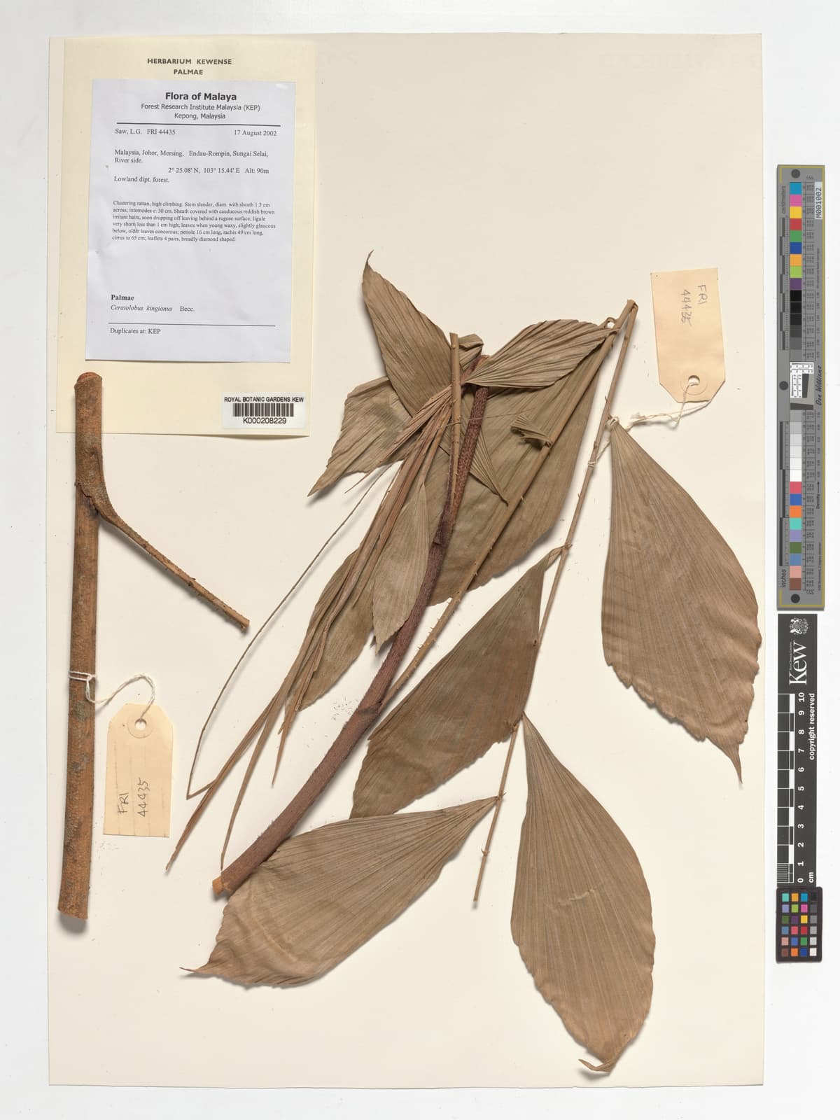 Botanical specimen of Ceratolobus Kingianus.