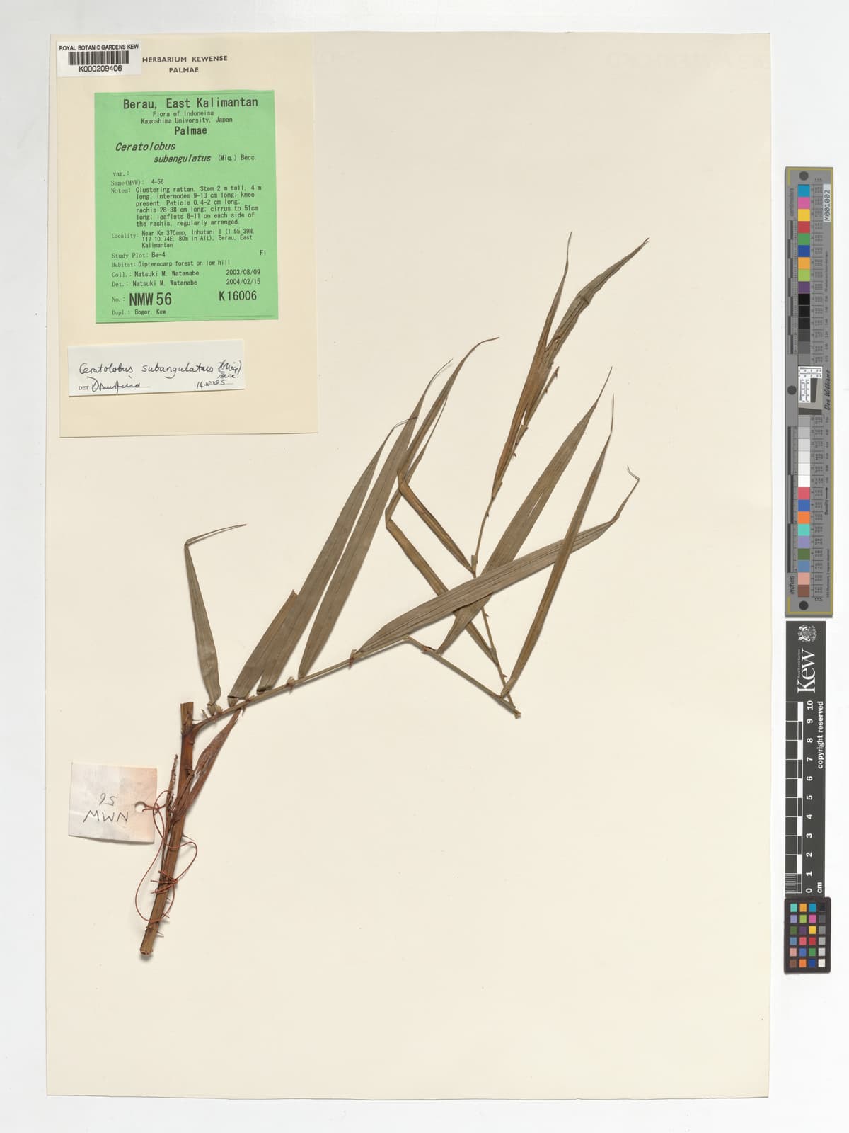 Botanical specimen of Ceratolobus Subangulatus.
