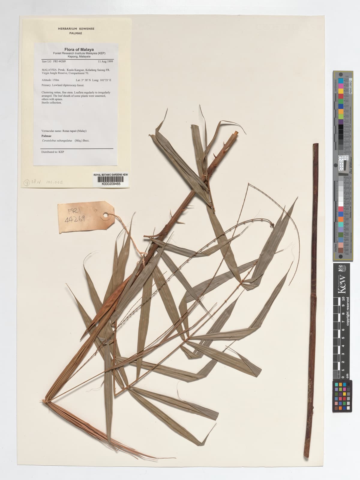 Botanical specimen of Ceratolobus Subangulatus.