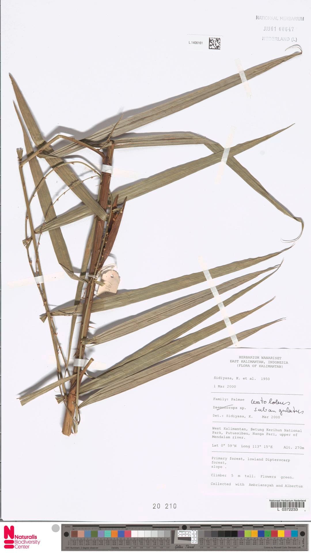 Botanical specimen of Ceratolobus Subangulatus.
