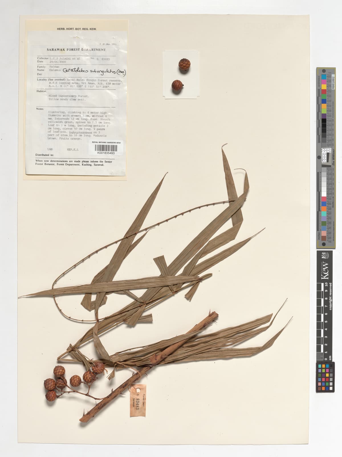 Botanical specimen of Ceratolobus Subangulatus.