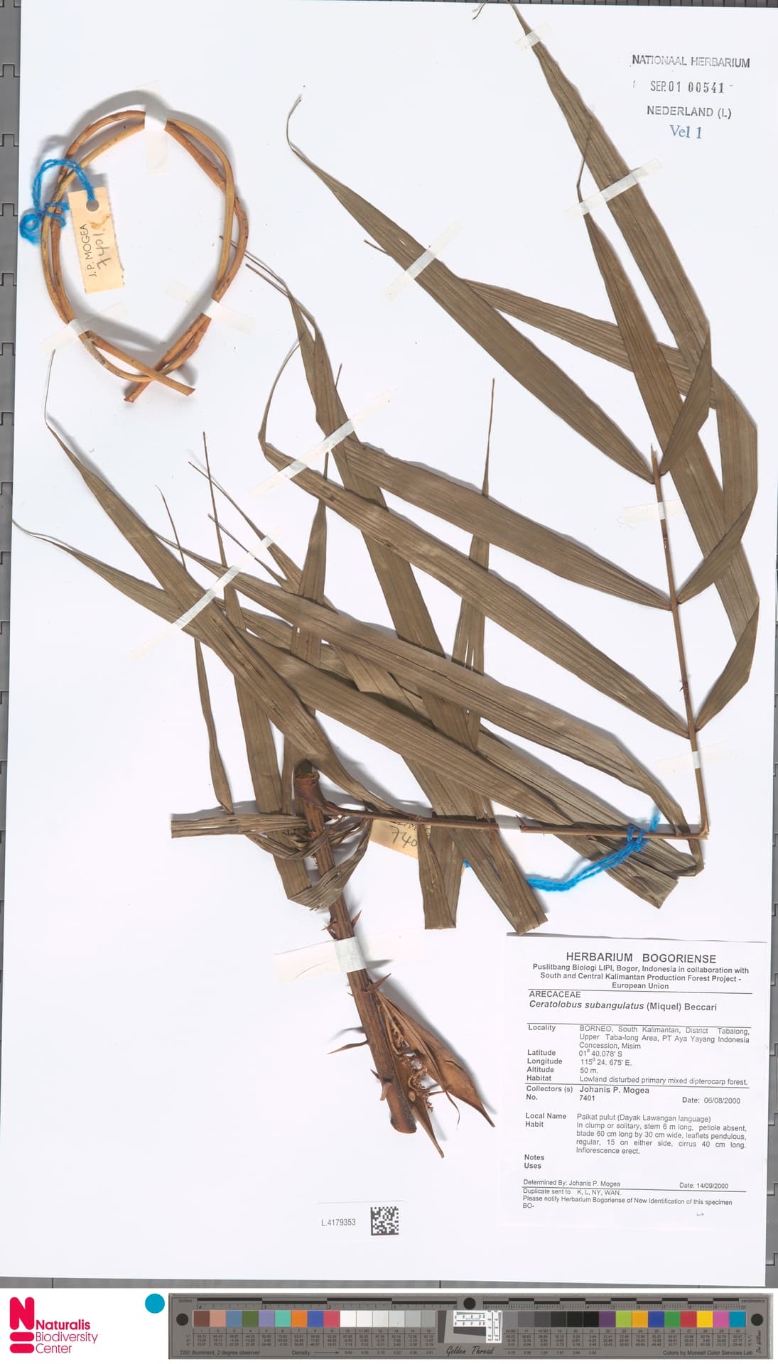 Botanical specimen of Ceratolobus Subangulatus.