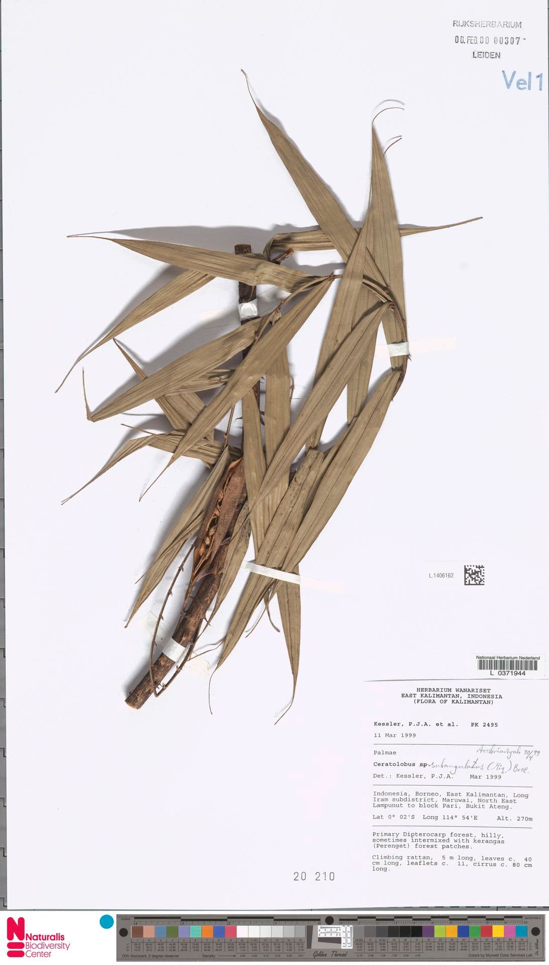 Botanical specimen of Ceratolobus Subangulatus.