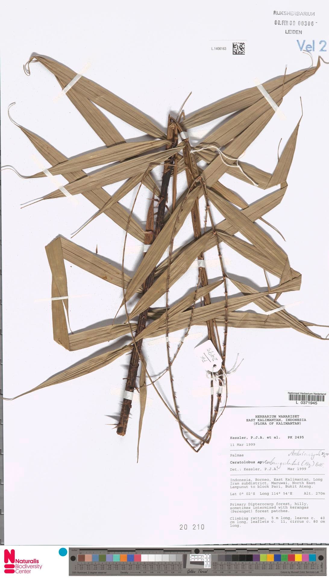 Botanical specimen of Ceratolobus Subangulatus.