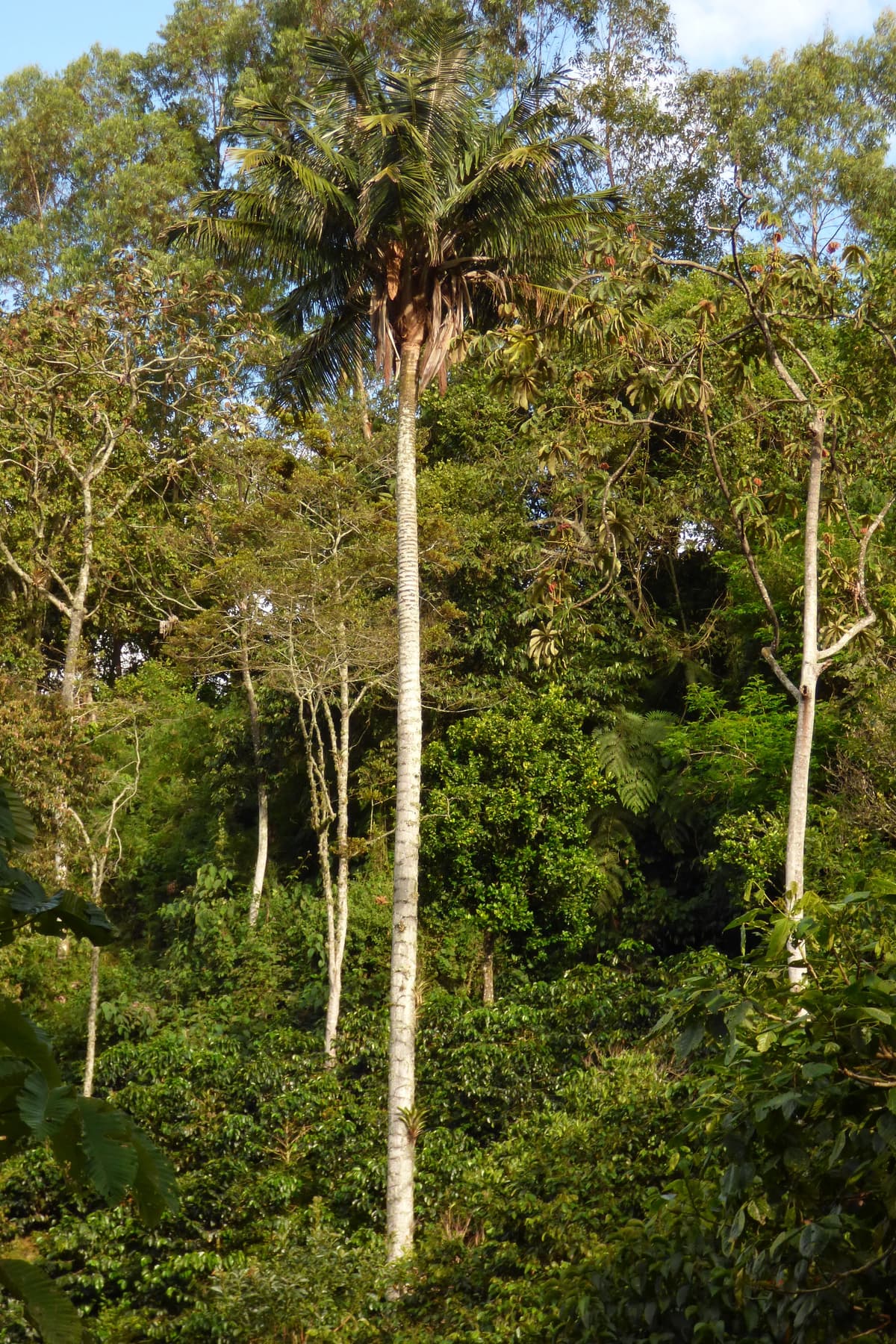 Botanical specimen of Ceroxylon Alpinum.