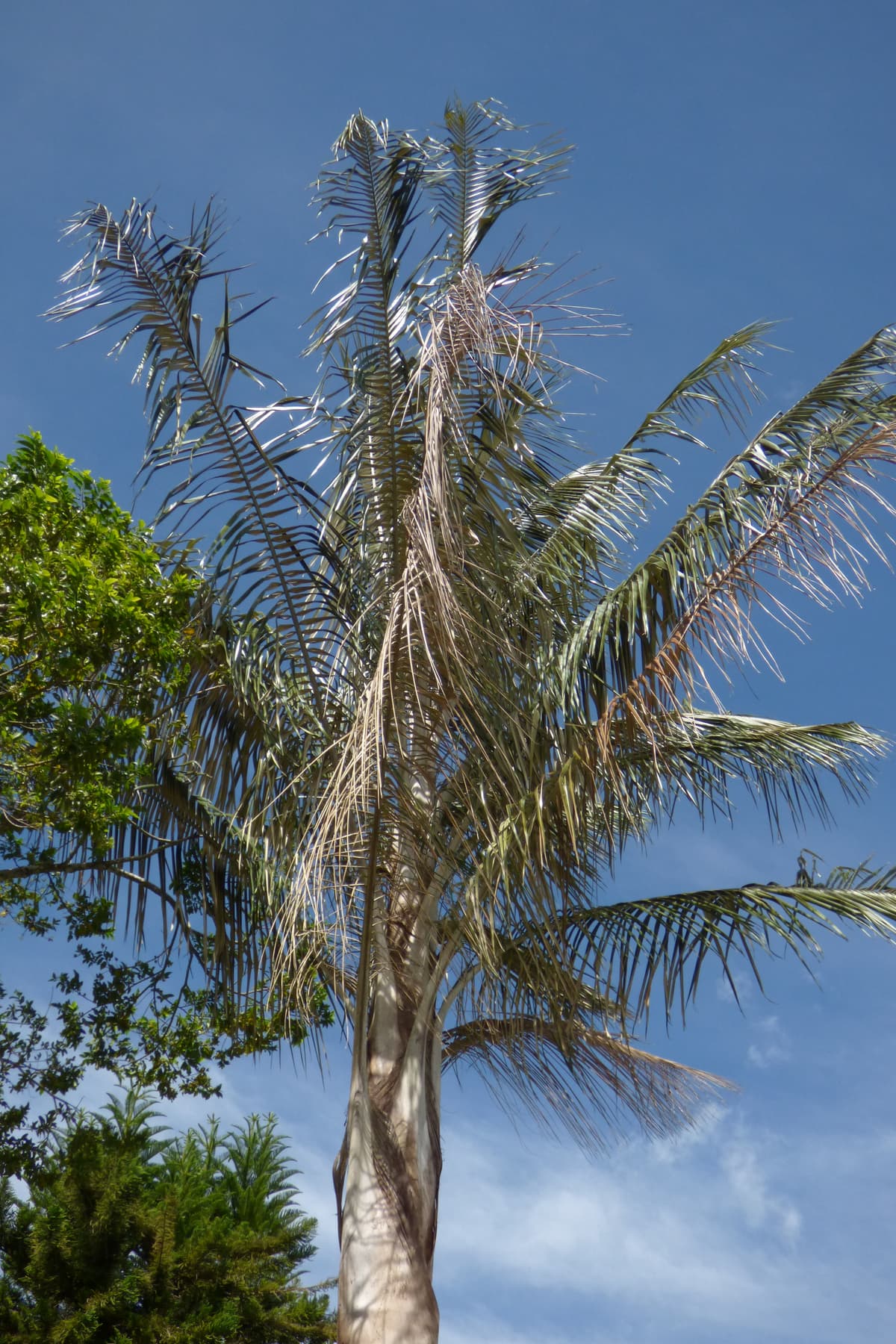 Botanical specimen of Ceroxylon Alpinum.
