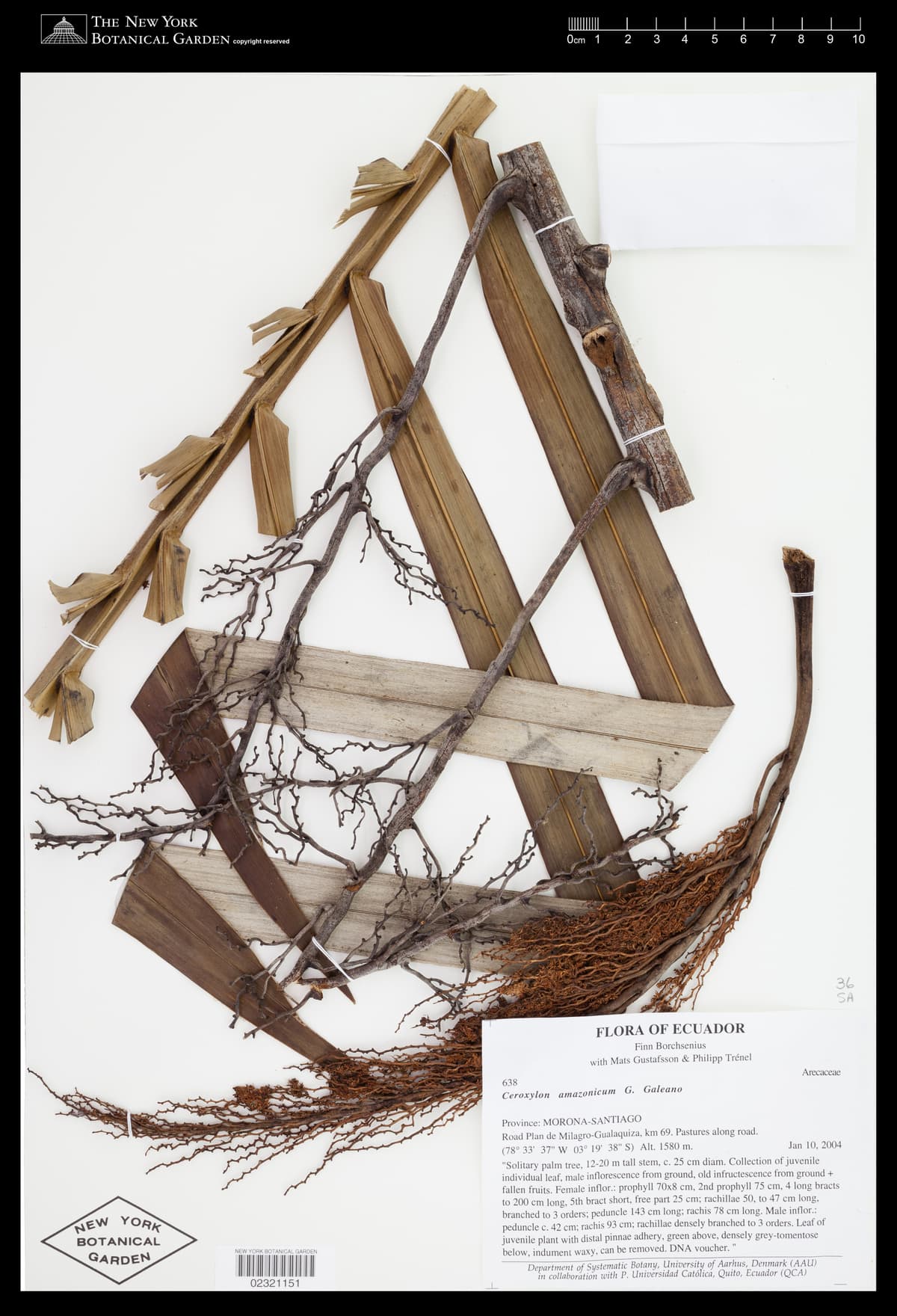 Botanical specimen of Ceroxylon Amazonicum.