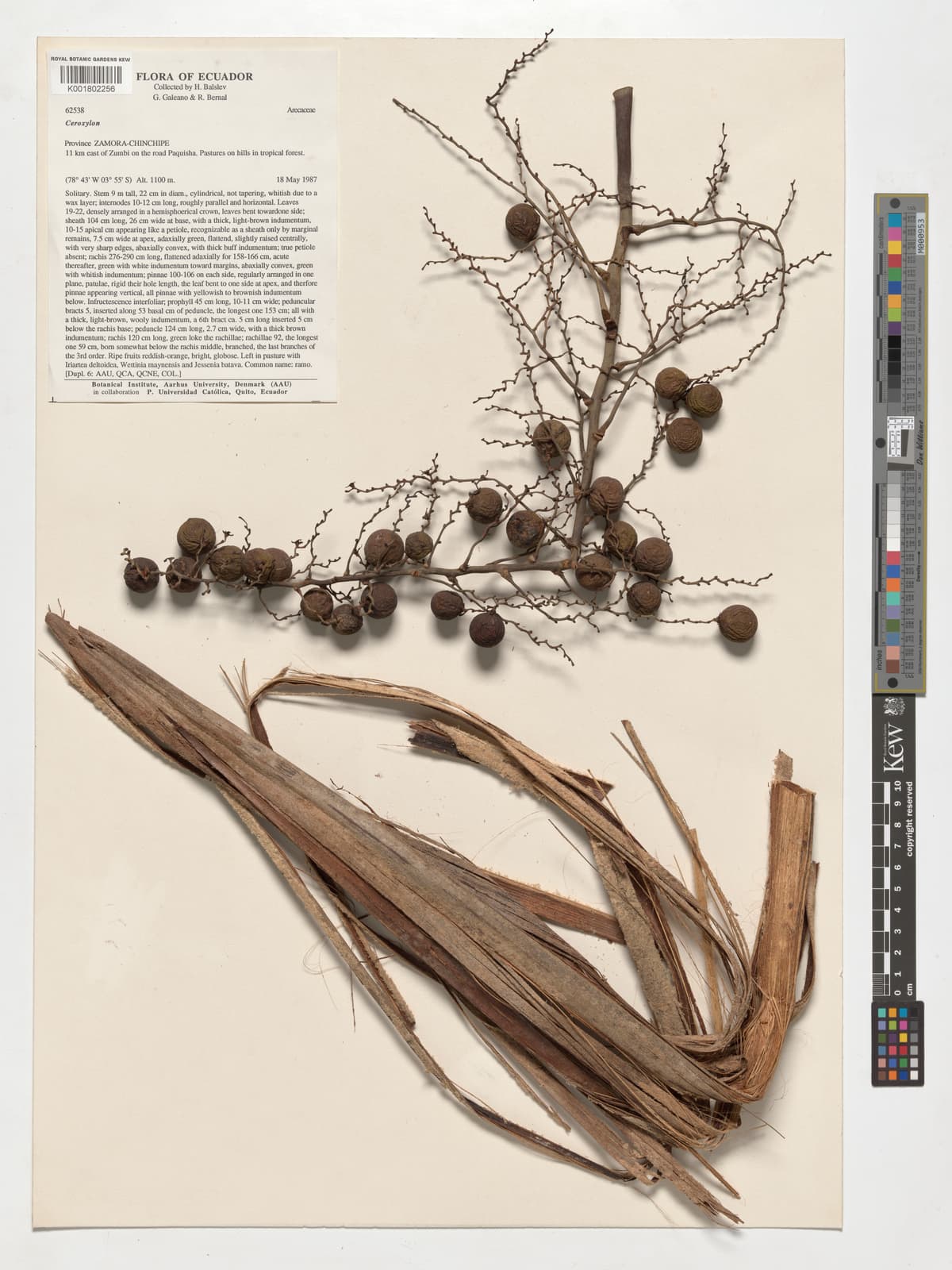 Botanical specimen of Ceroxylon Amazonicum.