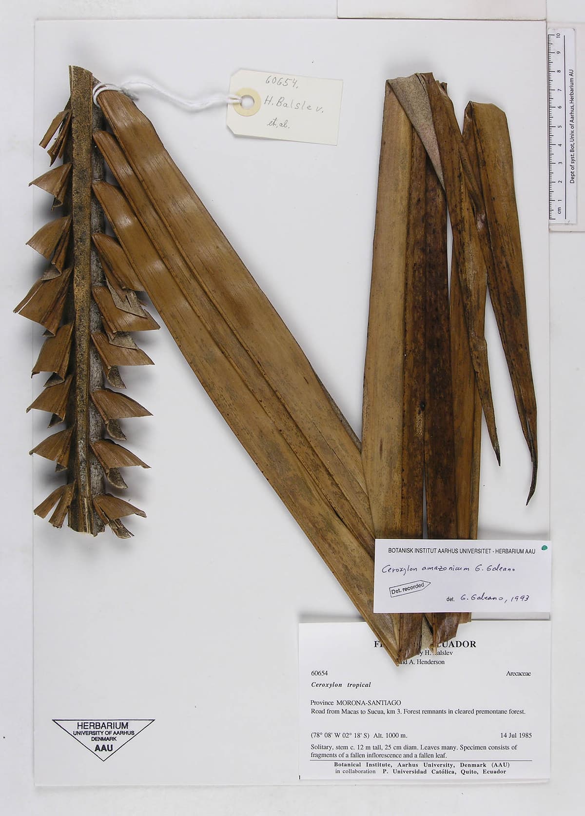 Botanical specimen of Ceroxylon Amazonicum.
