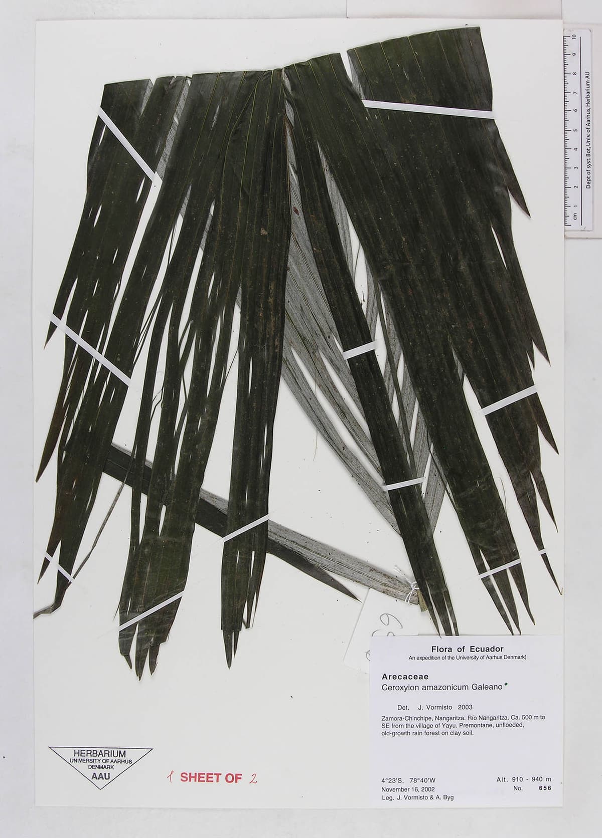 Botanical specimen of Ceroxylon Amazonicum.