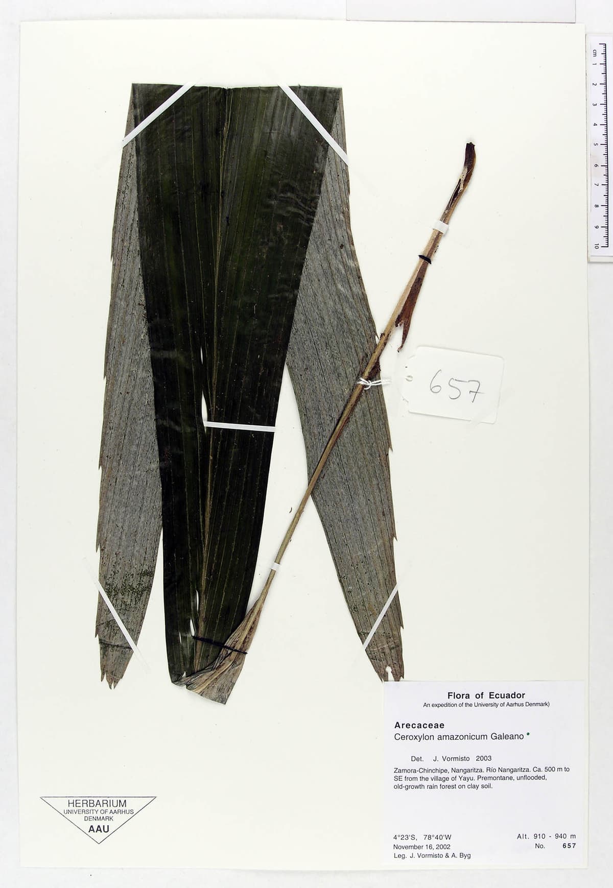 Botanical specimen of Ceroxylon Amazonicum.