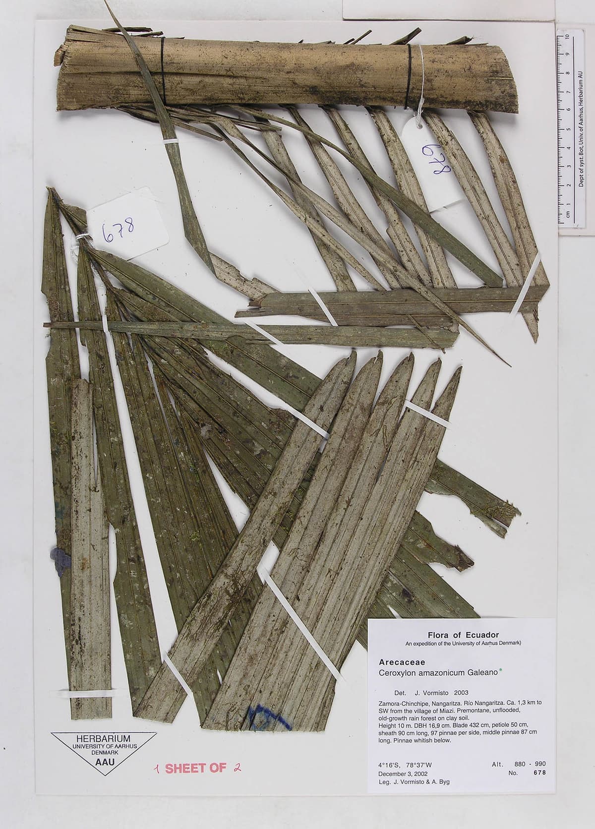 Botanical specimen of Ceroxylon Amazonicum.