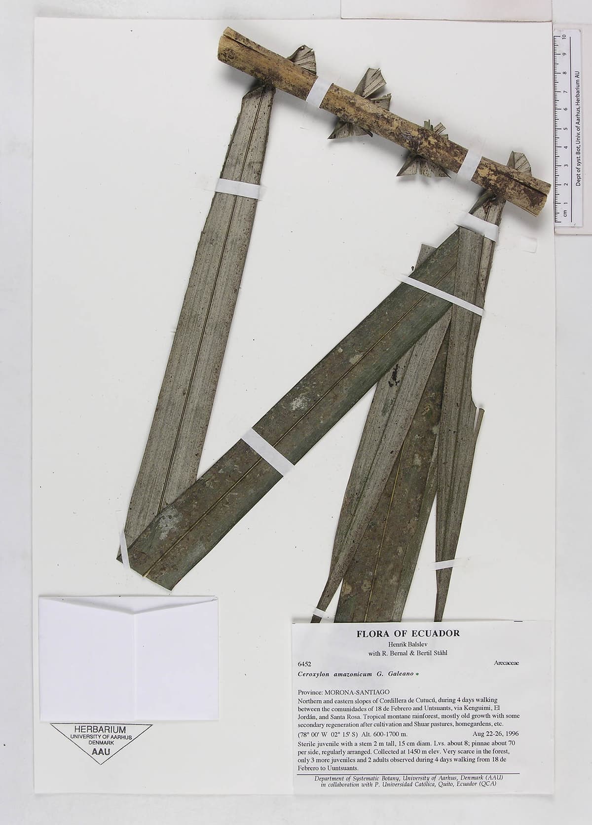 Botanical specimen of Ceroxylon Amazonicum.