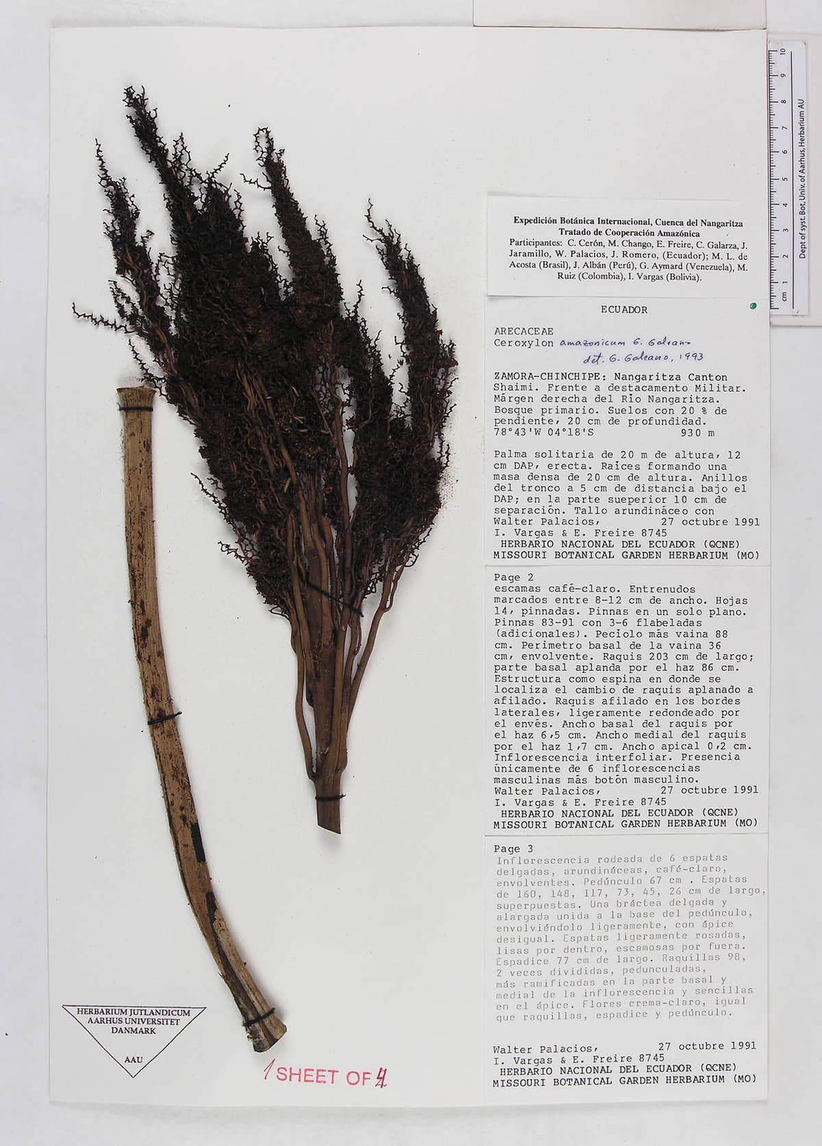 Botanical specimen of Ceroxylon Amazonicum.