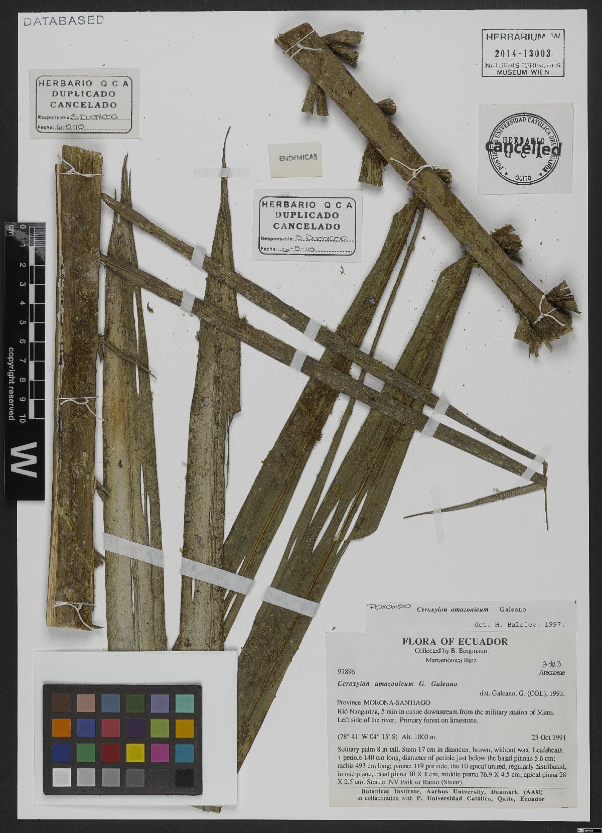 Botanical specimen of Ceroxylon Amazonicum.