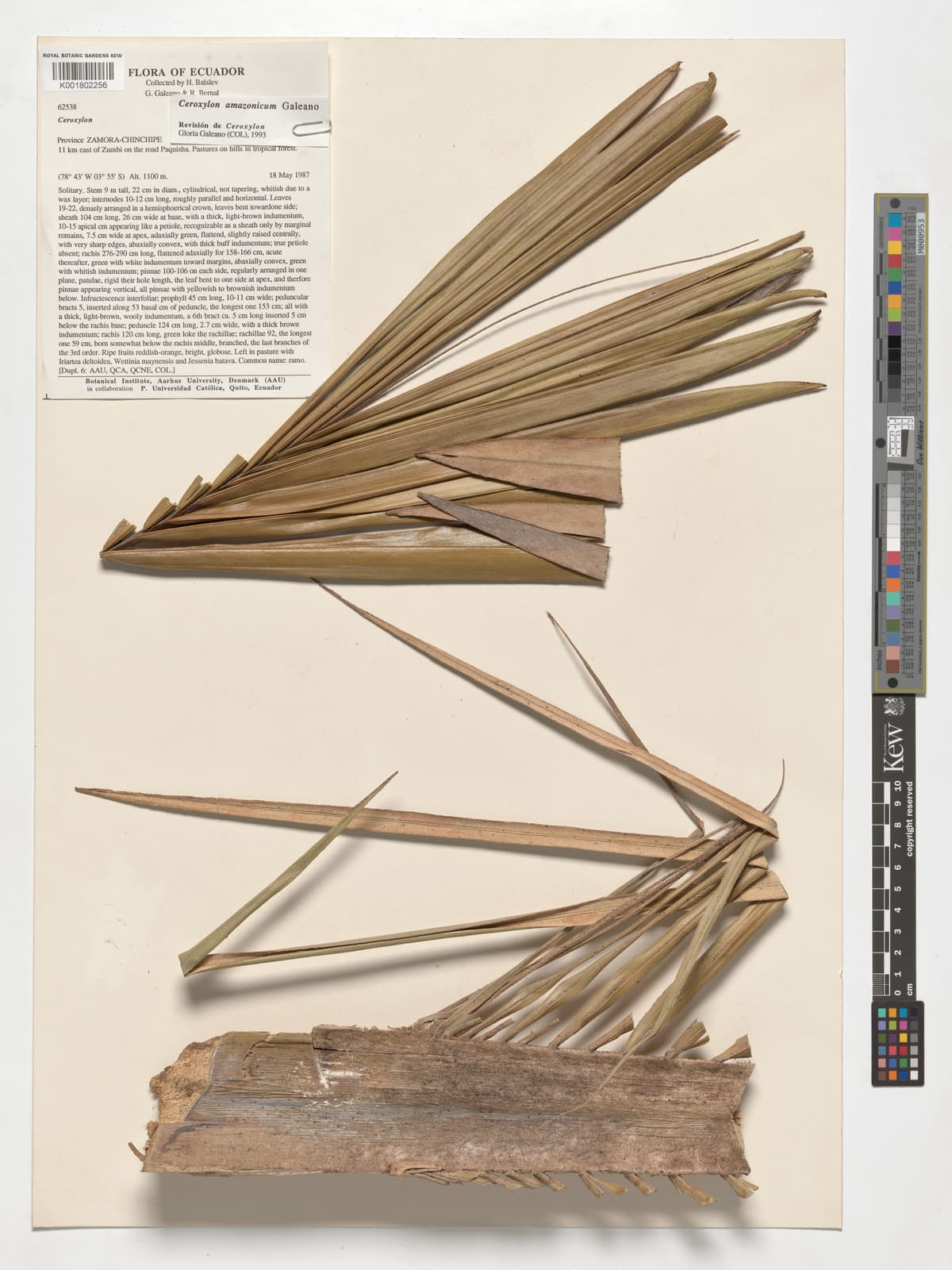 Botanical specimen of Ceroxylon Amazonicum.