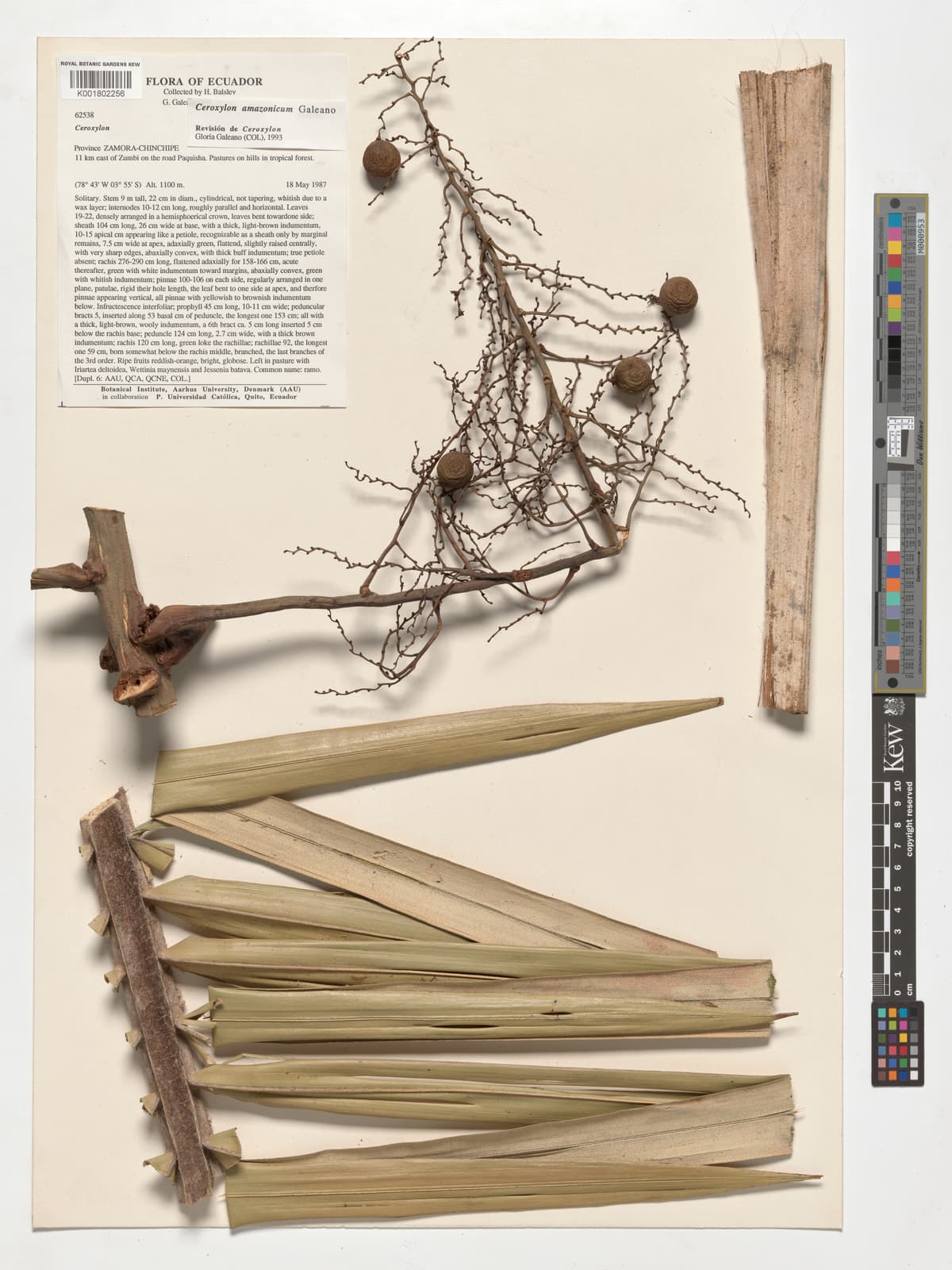 Botanical specimen of Ceroxylon Amazonicum.