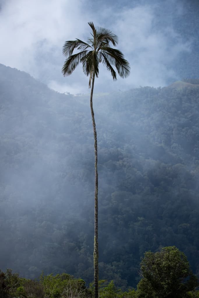 Botanical specimen of Ceroxylon Ceriferum.