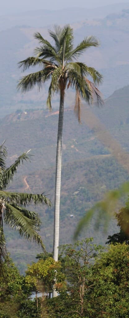 Botanical specimen of Ceroxylon Ceriferum.
