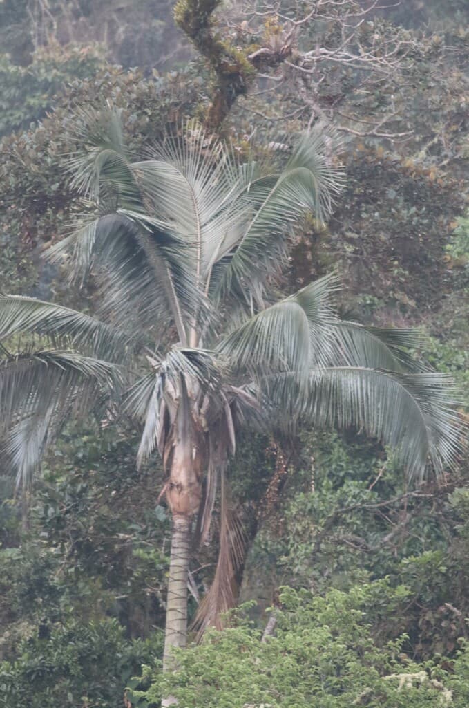 Botanical specimen of Ceroxylon Ceriferum.