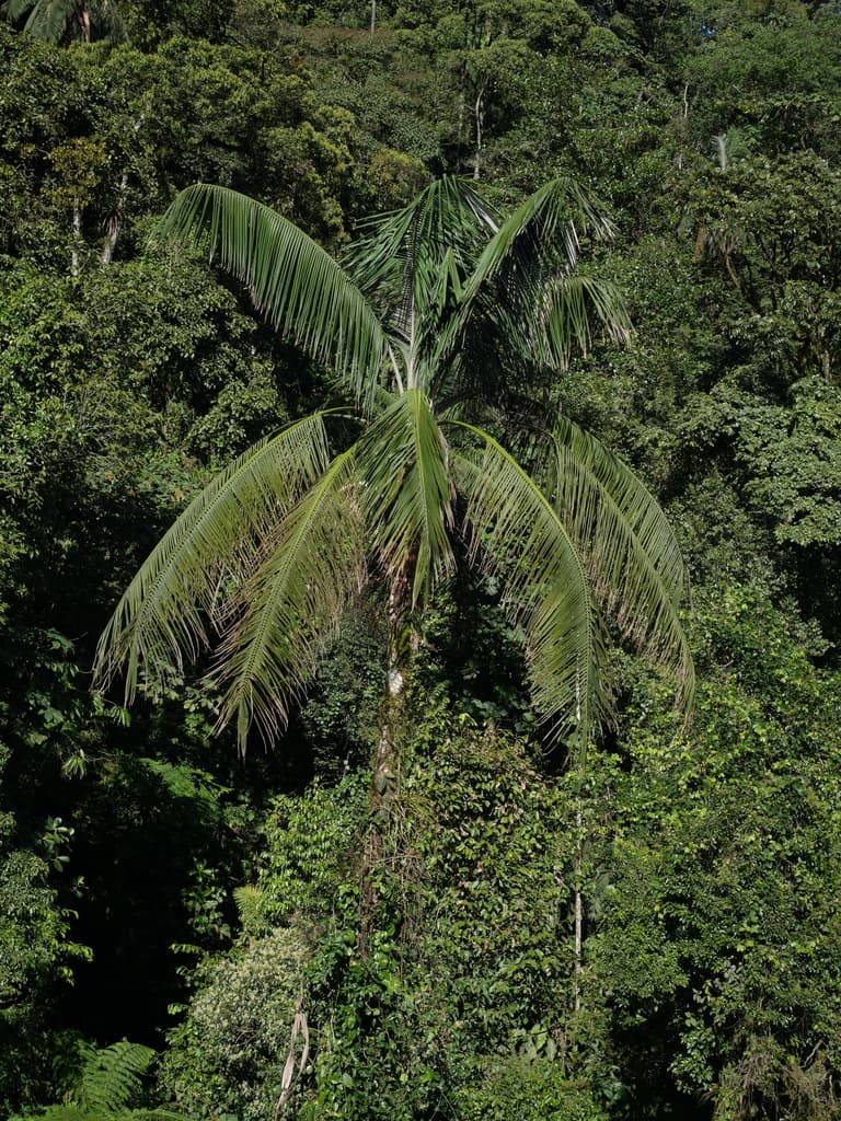 Botanical specimen of Ceroxylon Echinulatum.