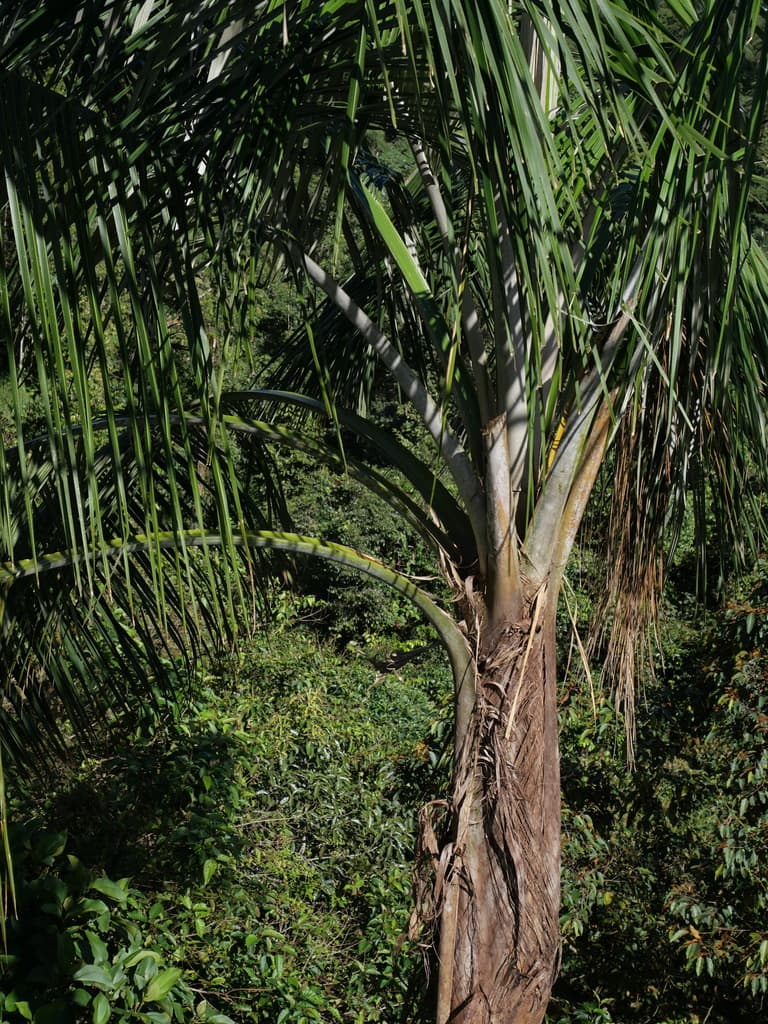 Botanical specimen of Ceroxylon Echinulatum.