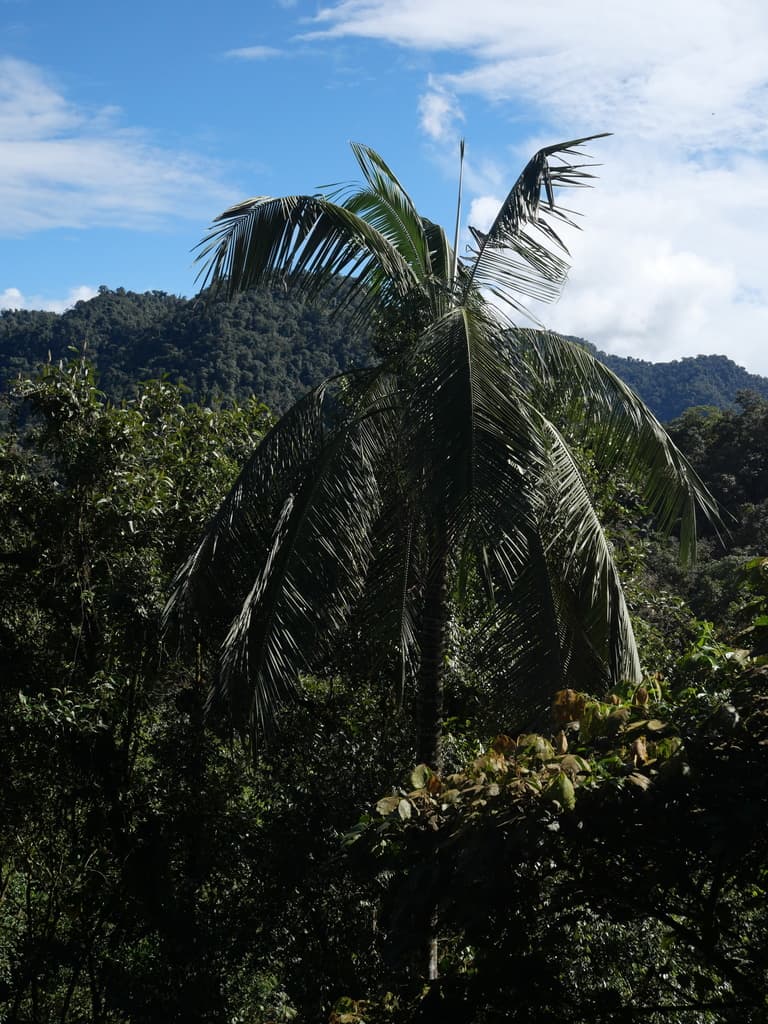 Botanical specimen of Ceroxylon Echinulatum.