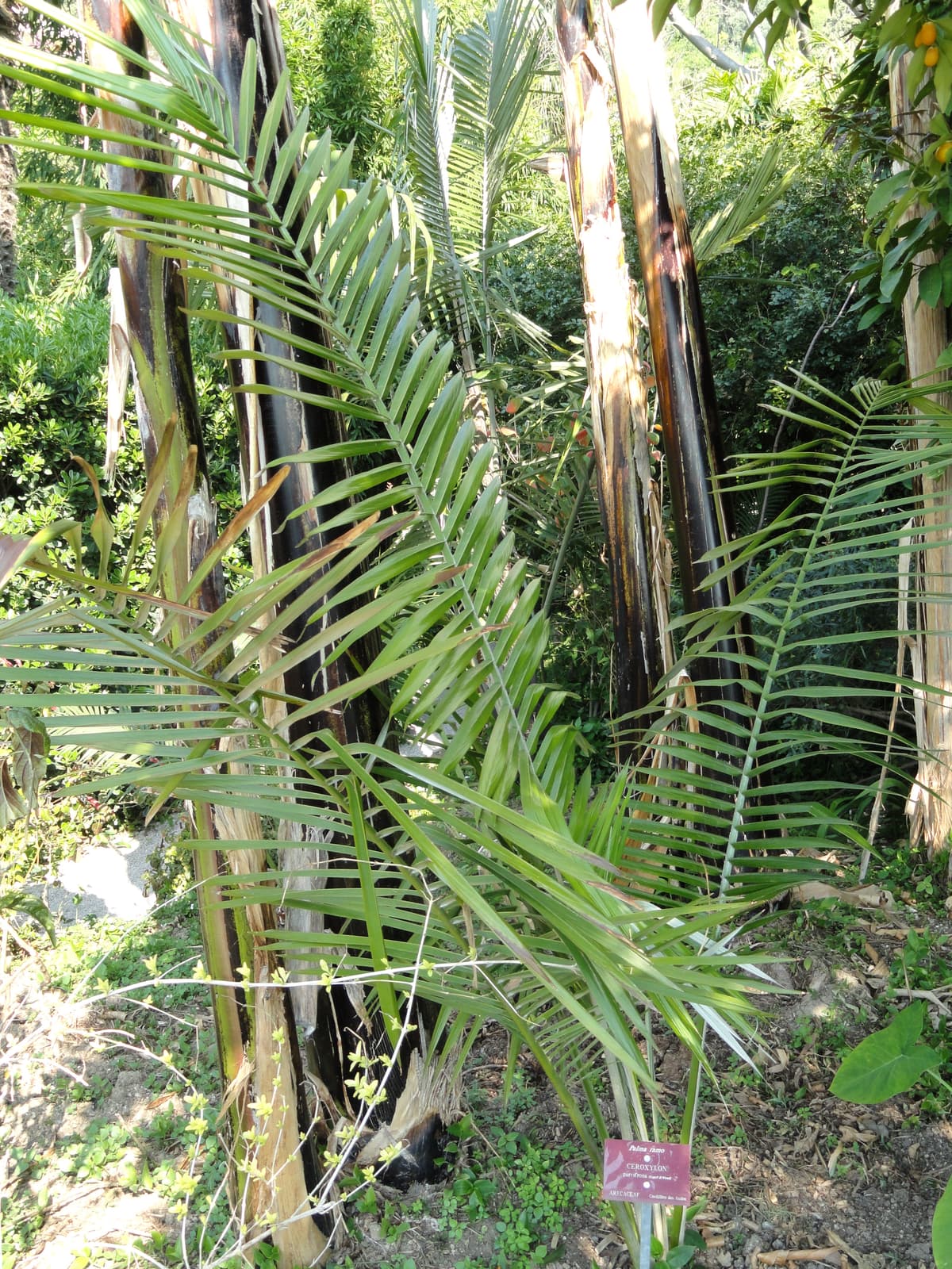 Botanical specimen of Ceroxylon Parvifrons.