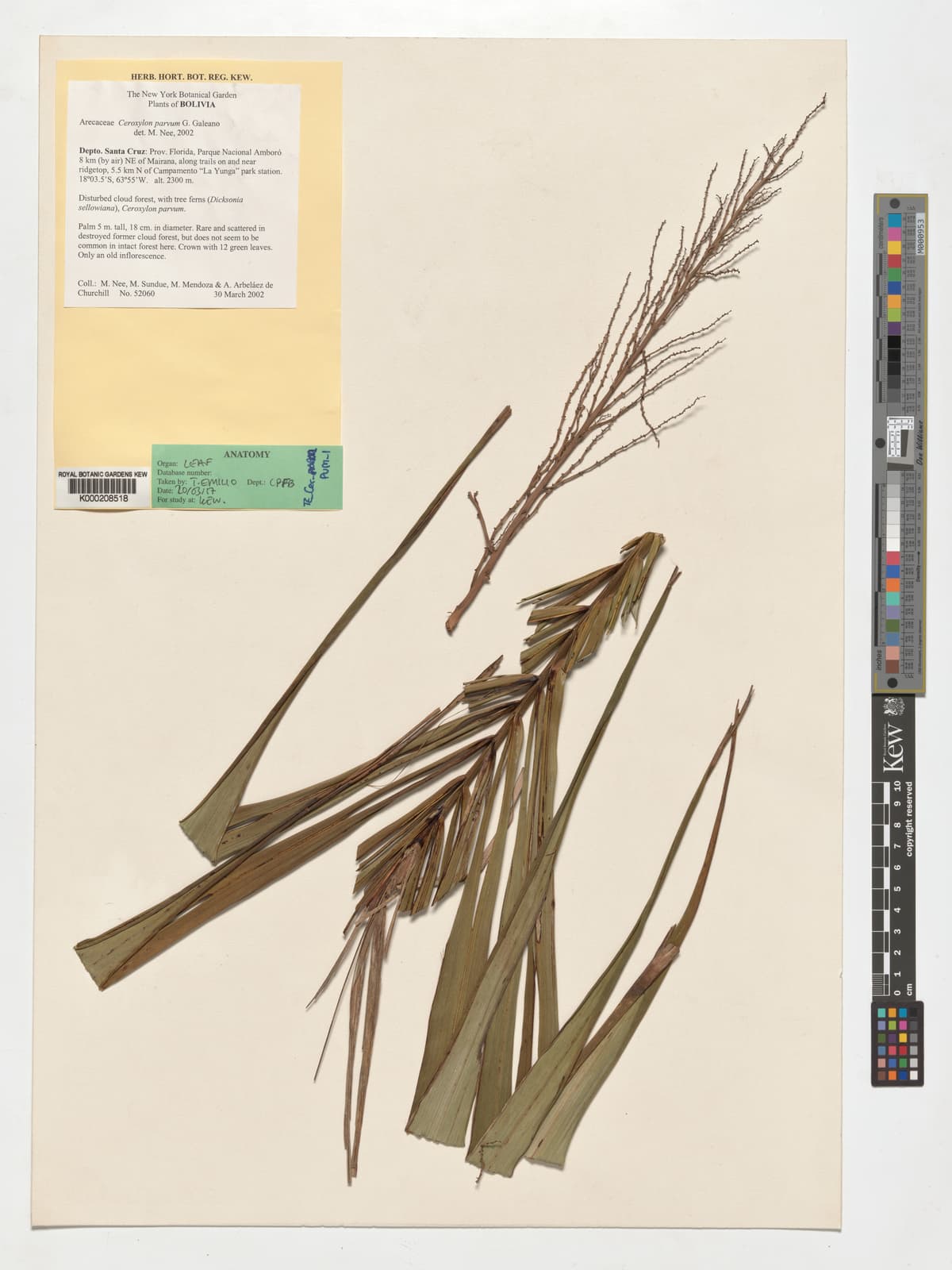 Botanical specimen of Ceroxylon Parvum.