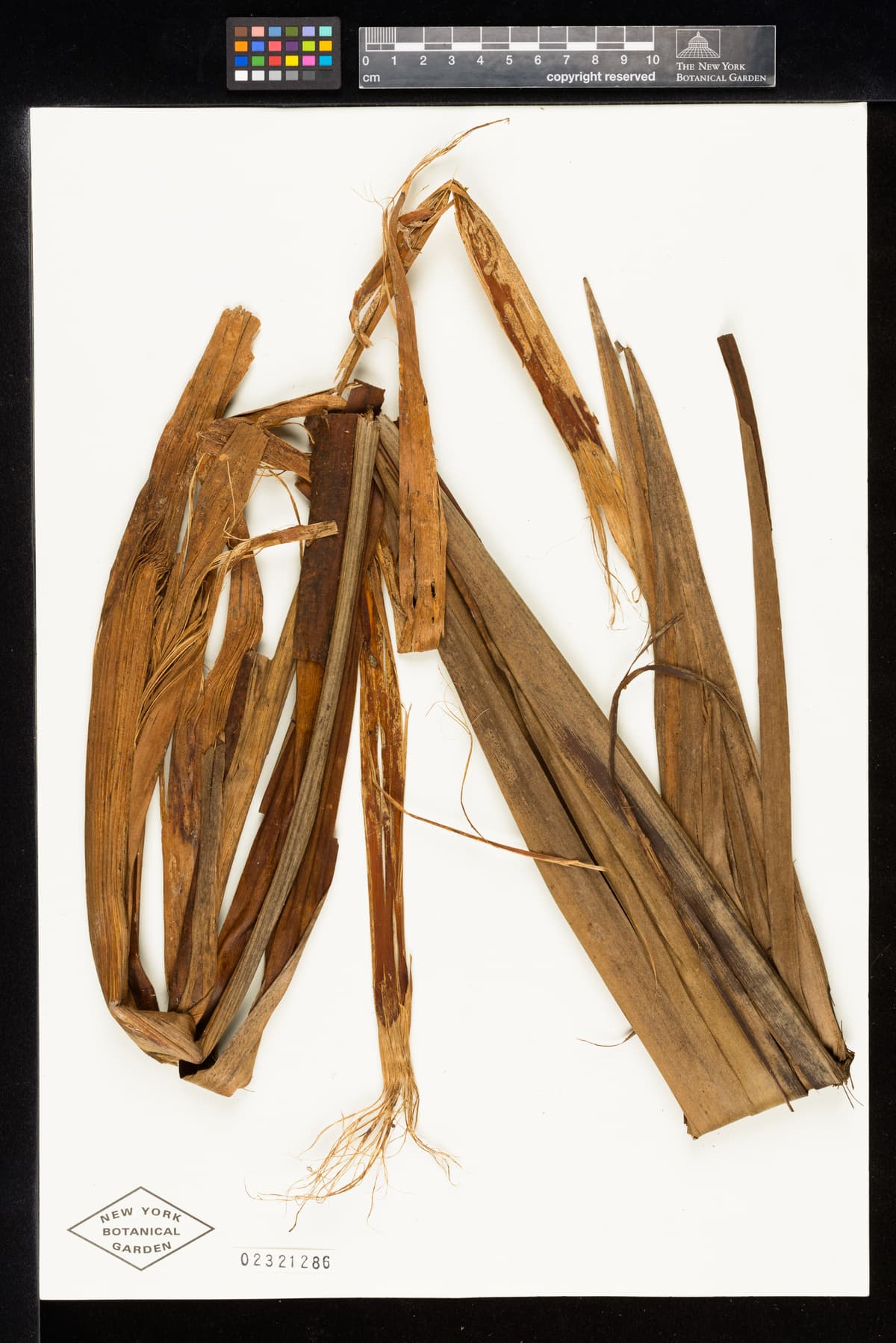 Botanical specimen of Ceroxylon Parvum.