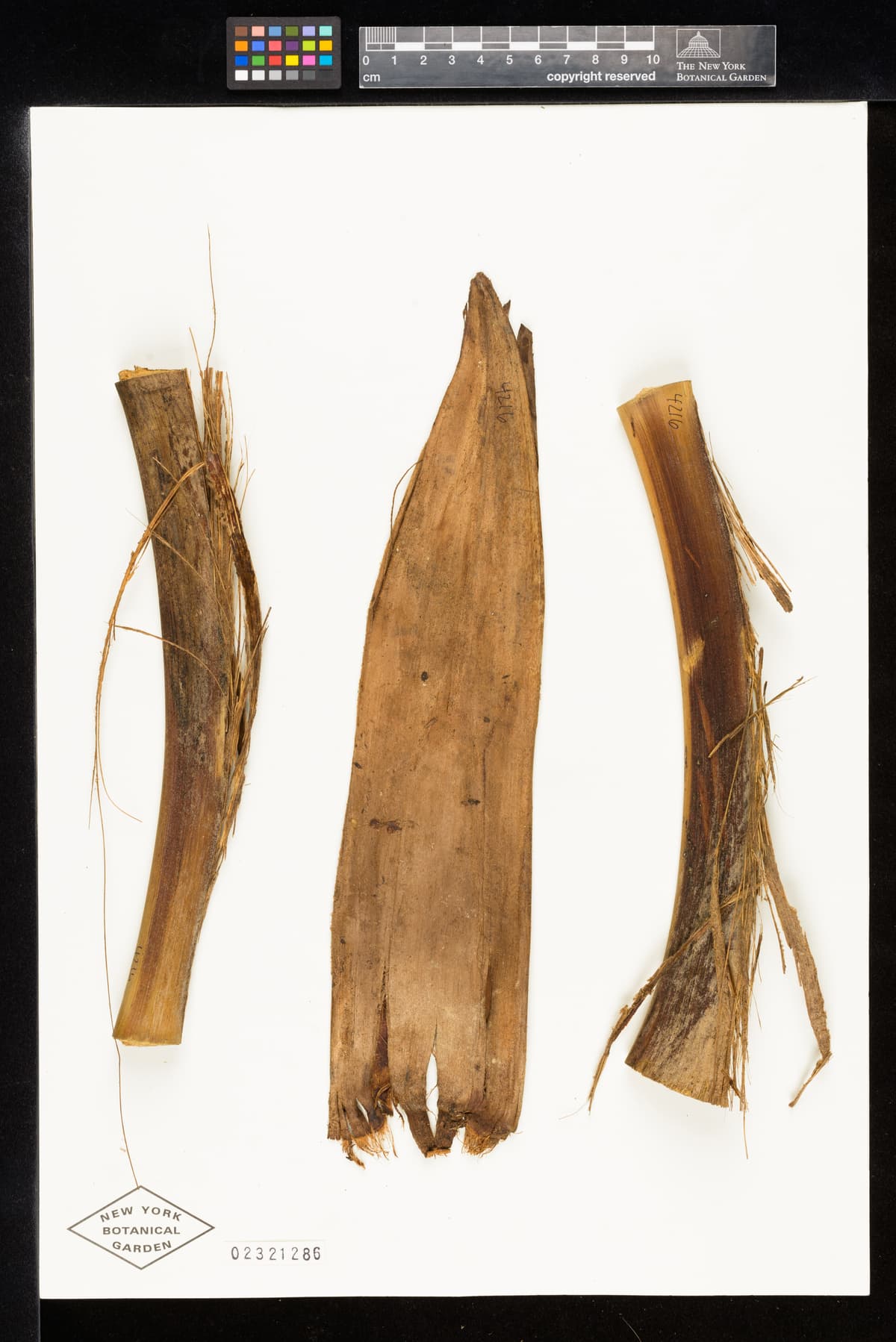 Botanical specimen of Ceroxylon Parvum.