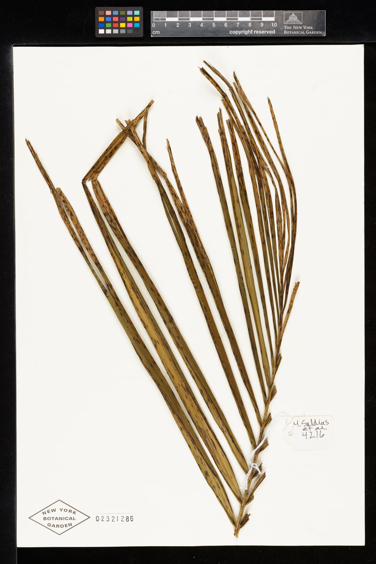 Botanical specimen of Ceroxylon Parvum.