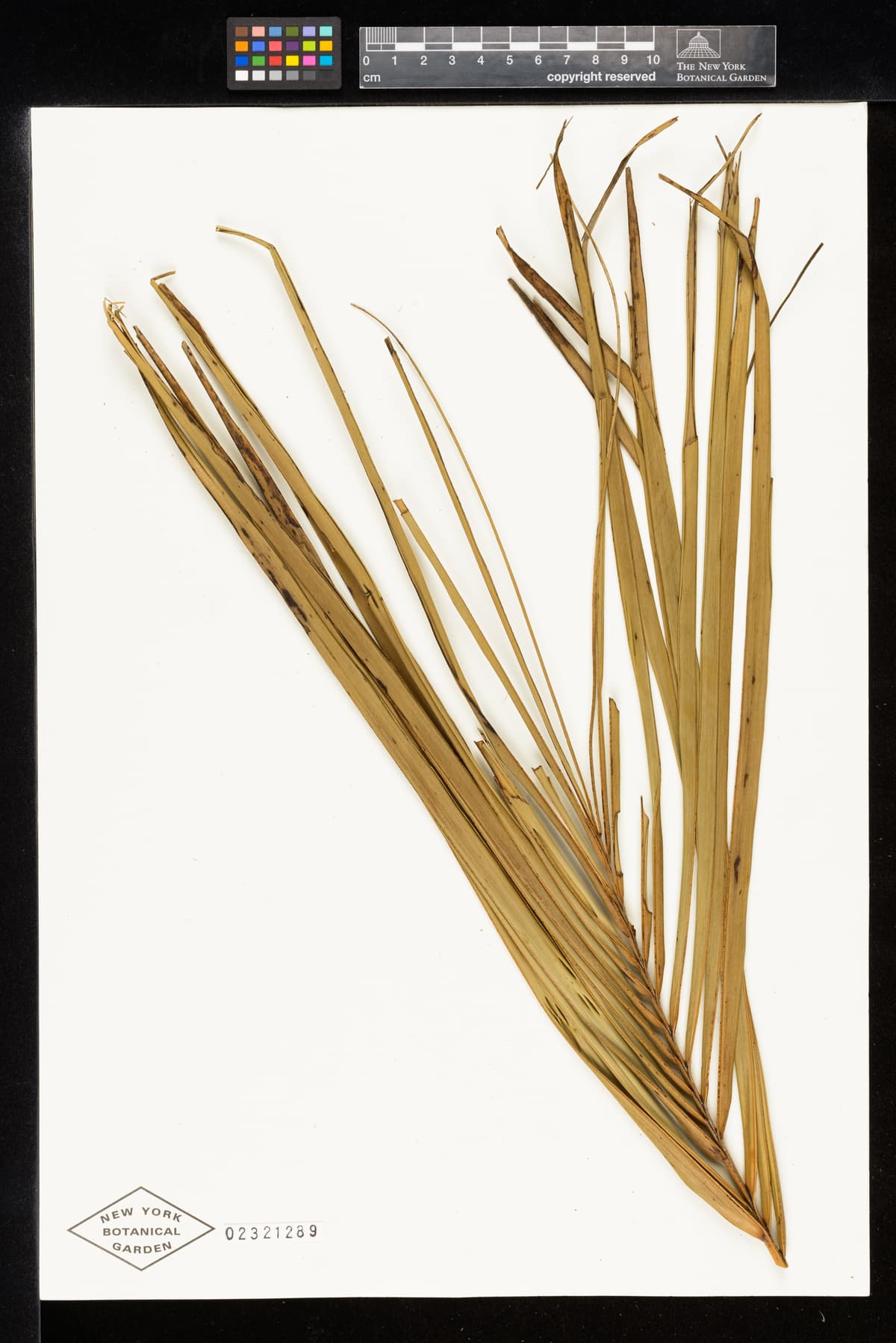 Botanical specimen of Ceroxylon Parvum.