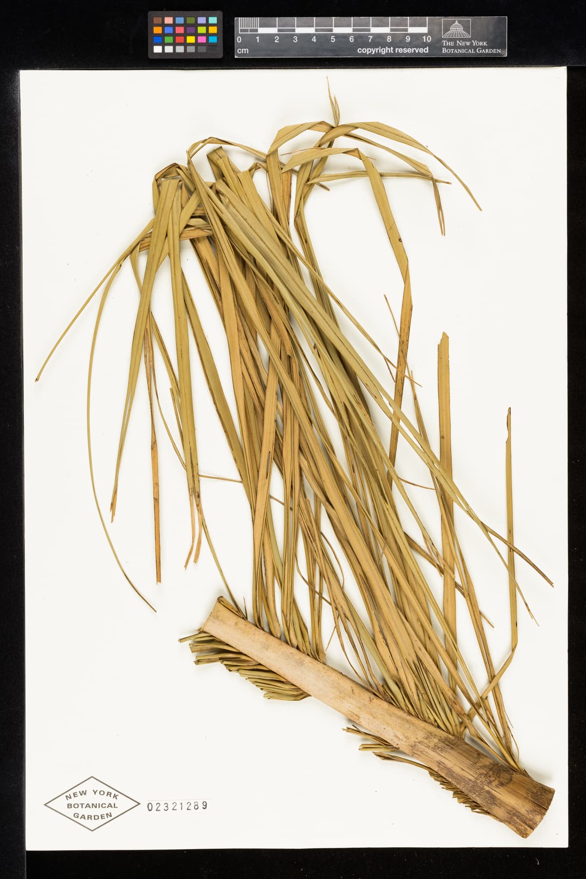 Botanical specimen of Ceroxylon Parvum.