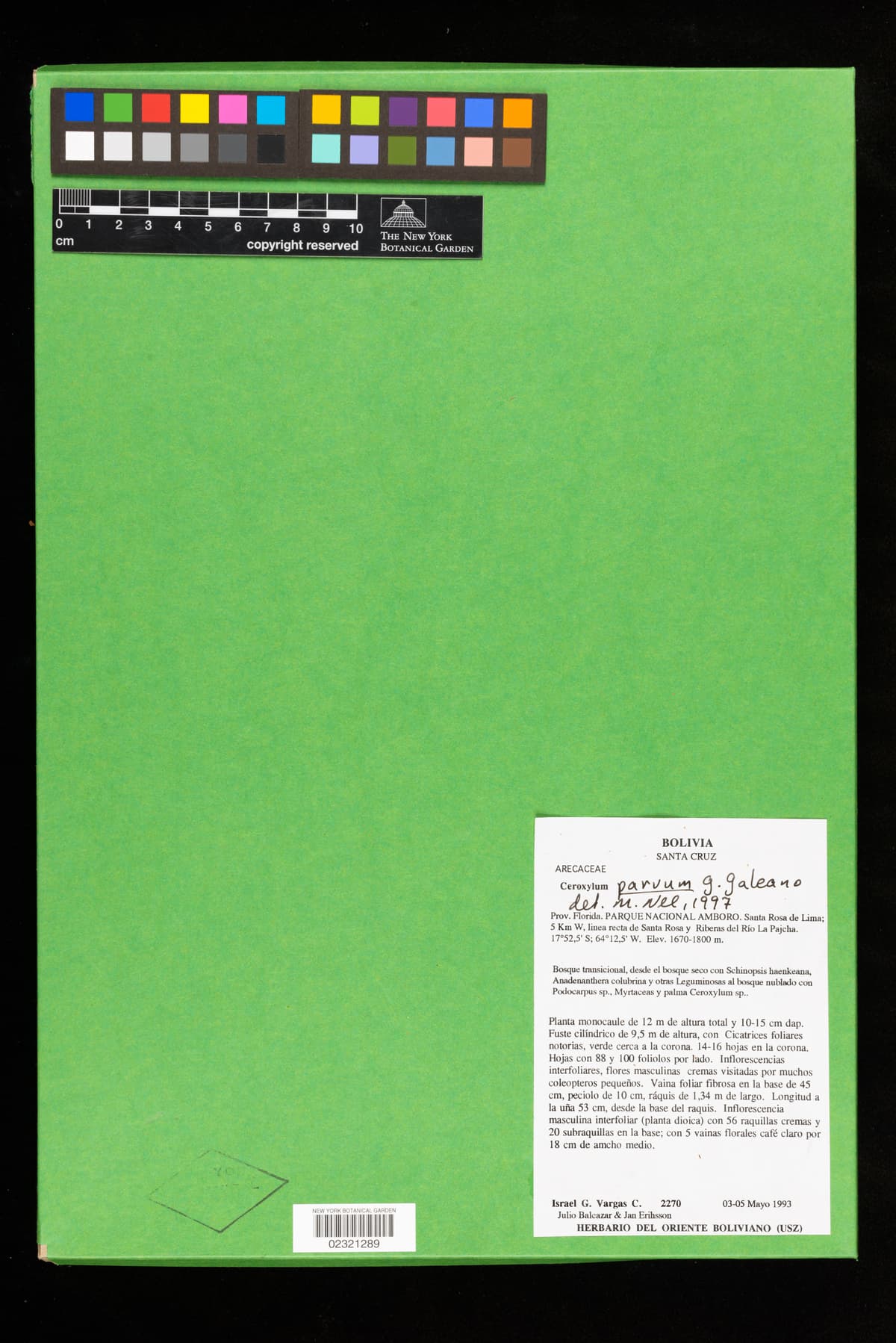 Botanical specimen of Ceroxylon Parvum.
