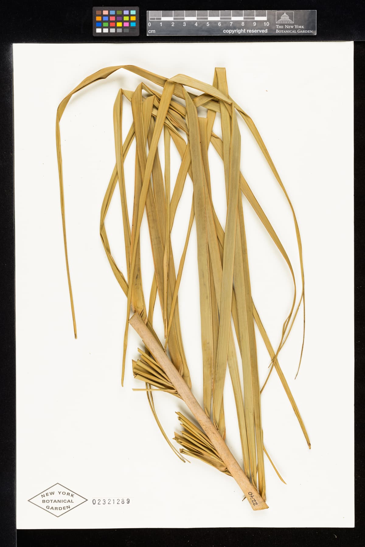 Botanical specimen of Ceroxylon Parvum.