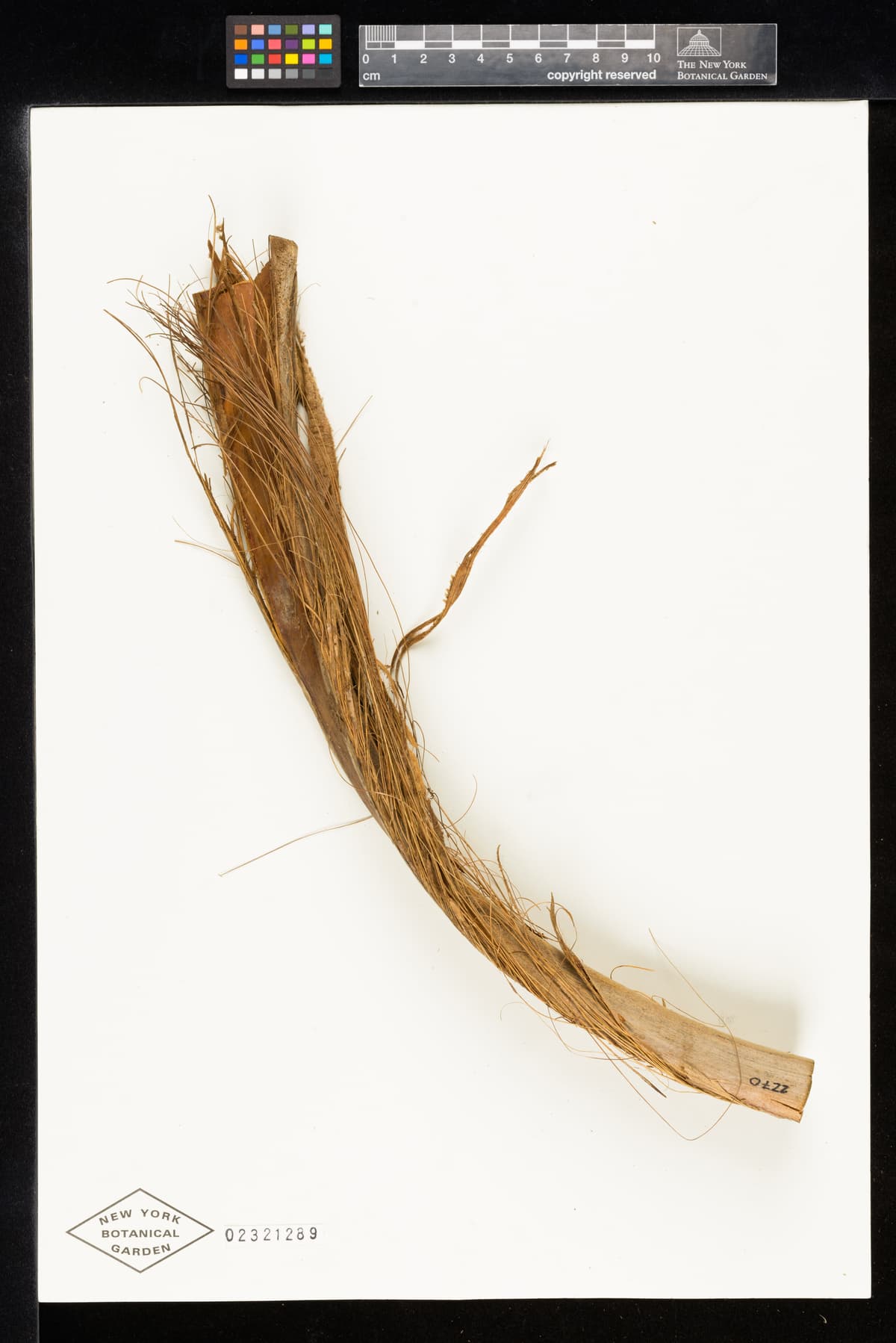 Botanical specimen of Ceroxylon Parvum.