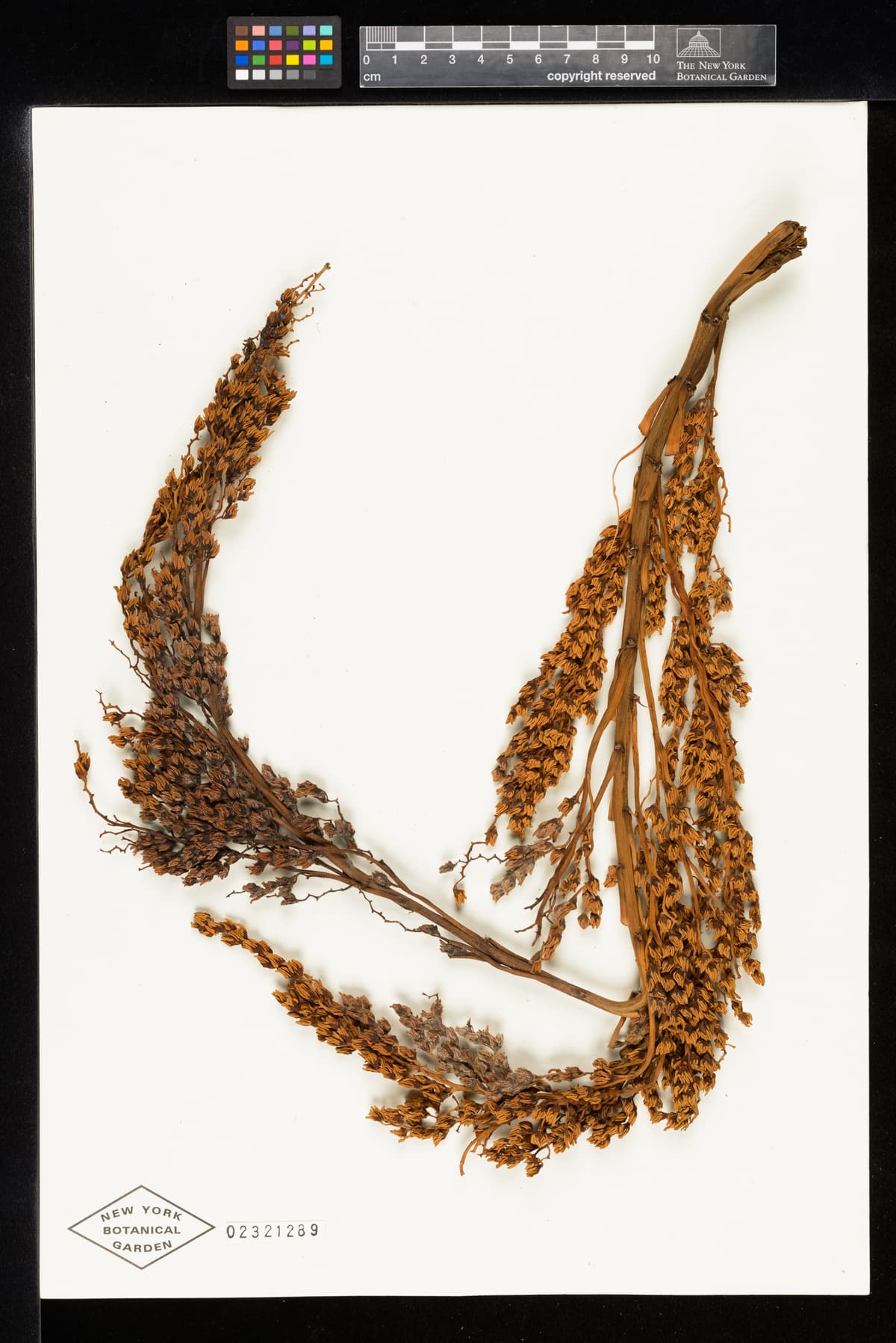 Botanical specimen of Ceroxylon Parvum.