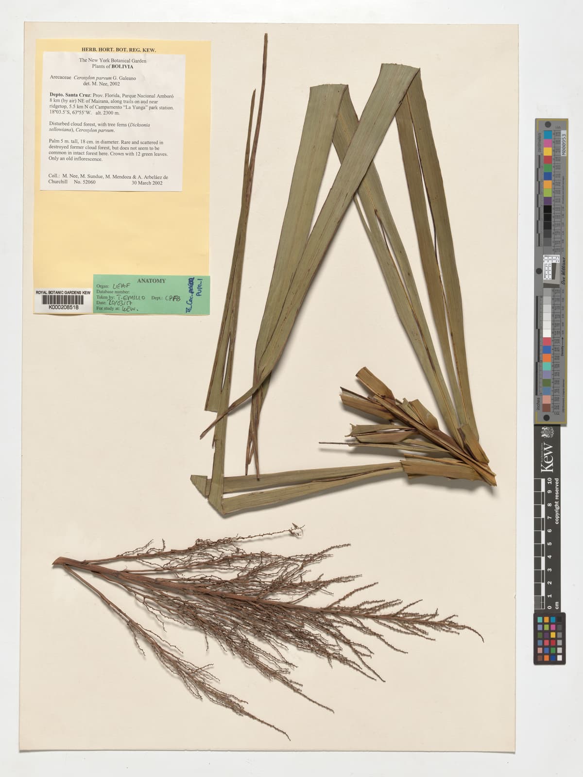 Botanical specimen of Ceroxylon Parvum.