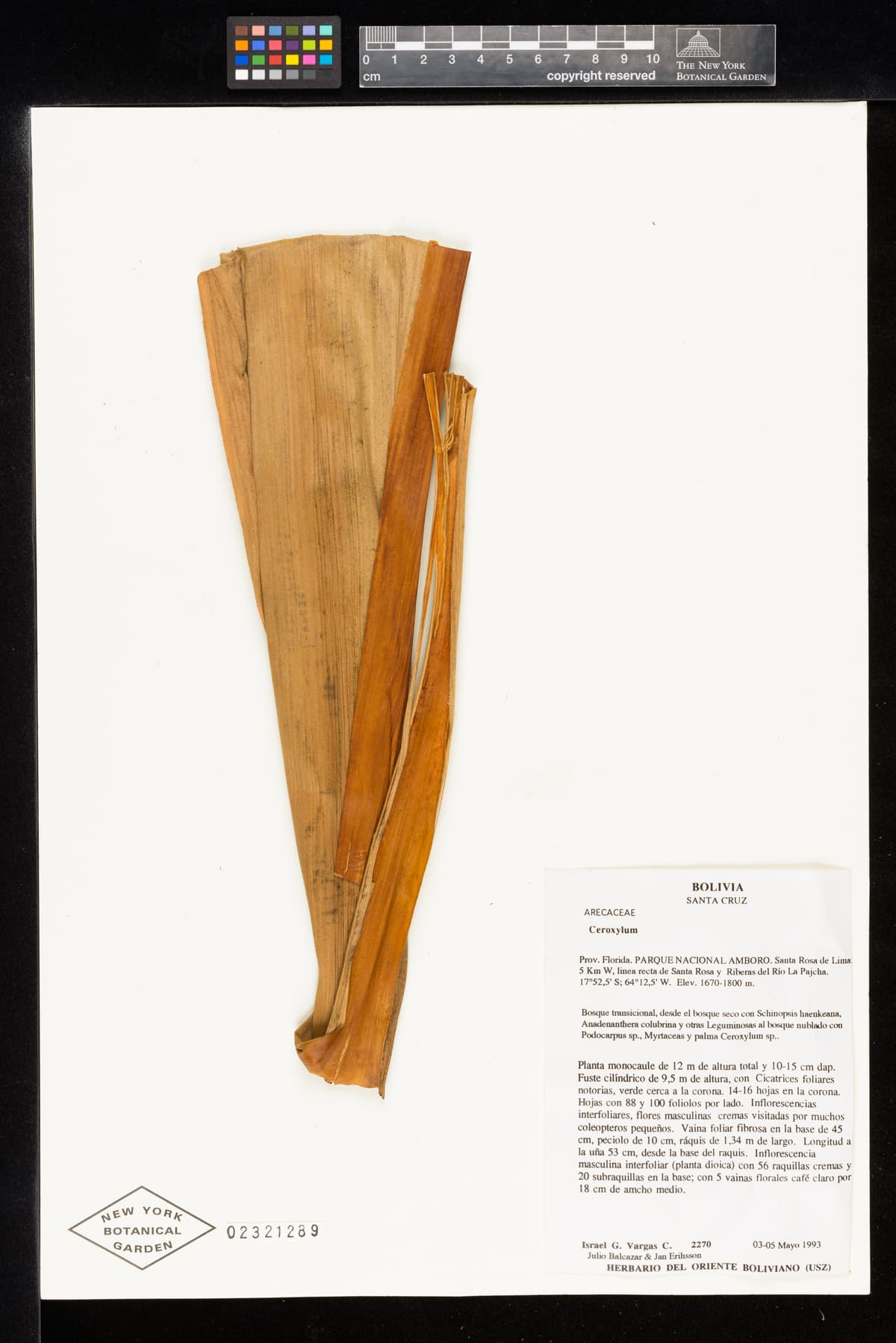 Botanical specimen of Ceroxylon Parvum.
