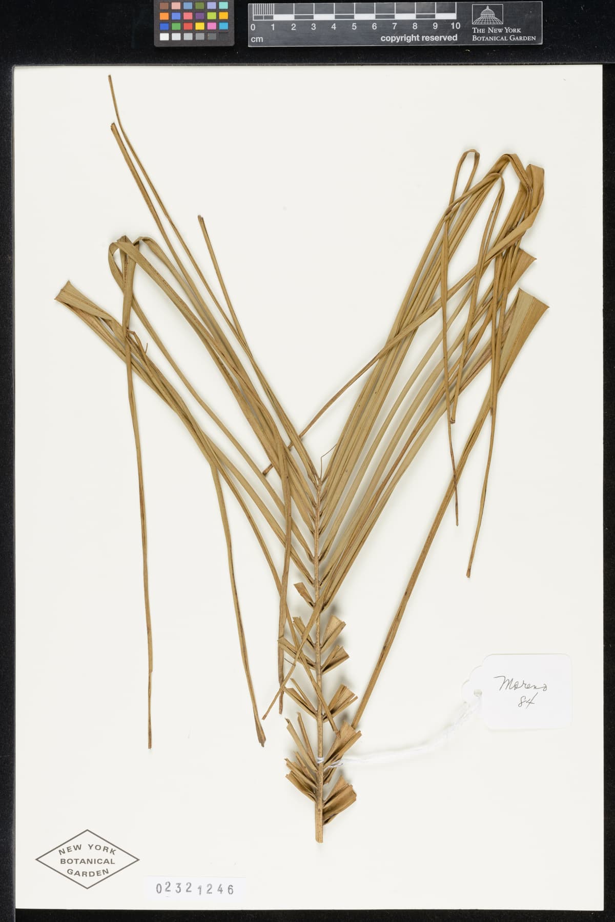 Botanical specimen of Ceroxylon Parvum.