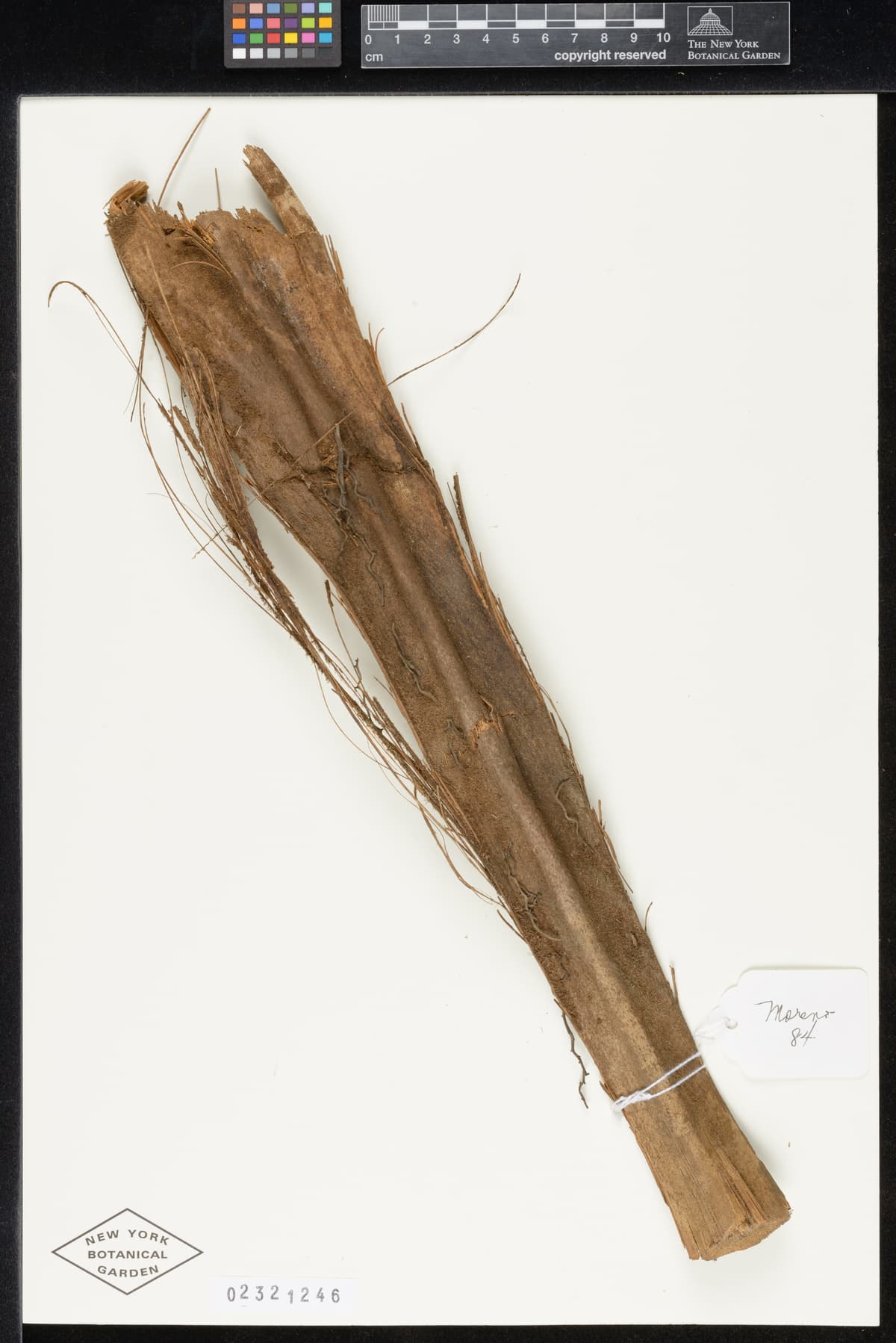 Botanical specimen of Ceroxylon Parvum.