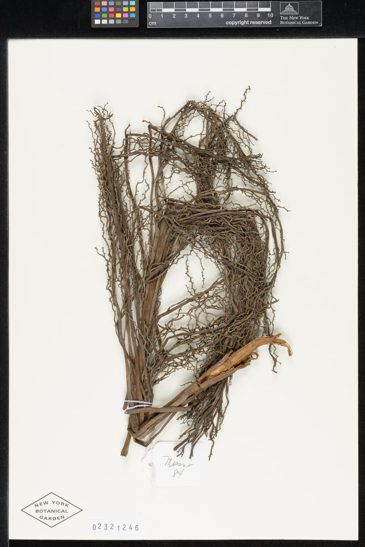 Botanical specimen of Ceroxylon Parvum.