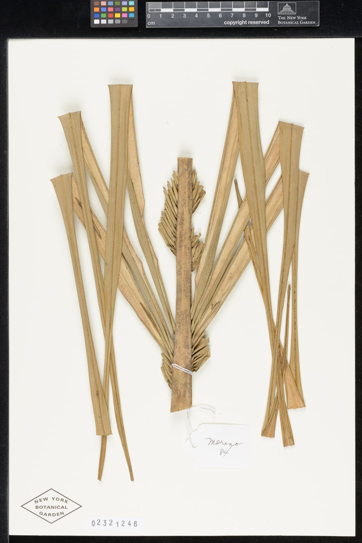 Botanical specimen of Ceroxylon Parvum.