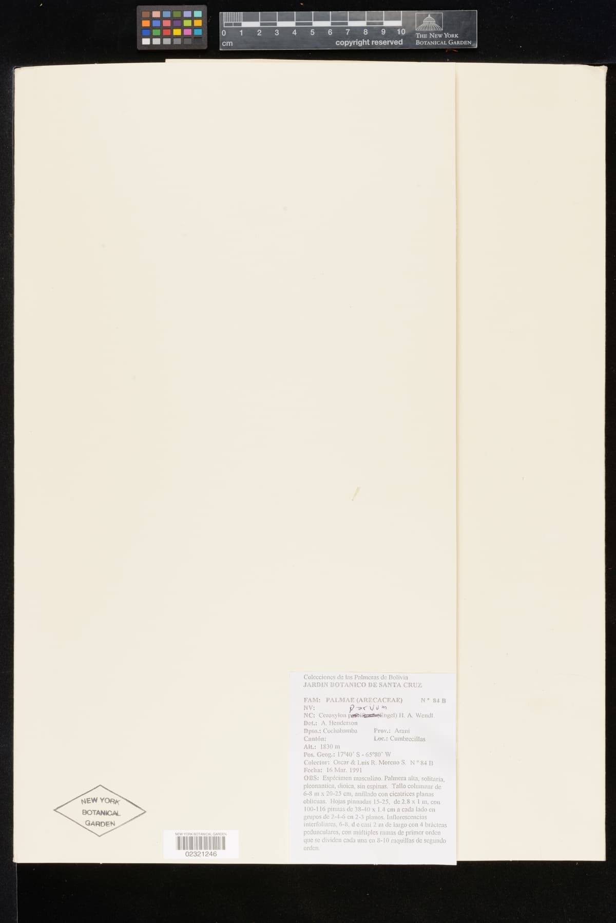 Botanical specimen of Ceroxylon Parvum.