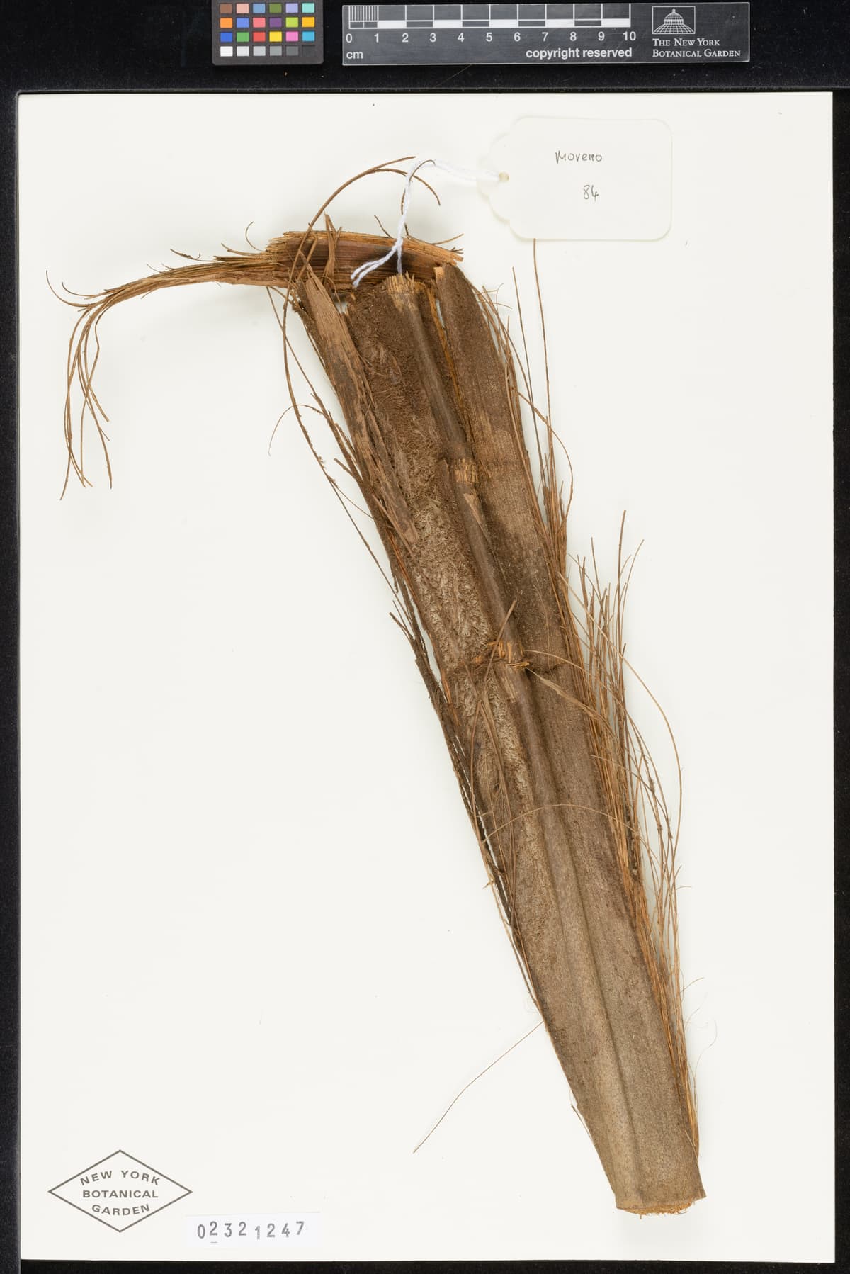 Botanical specimen of Ceroxylon Parvum.