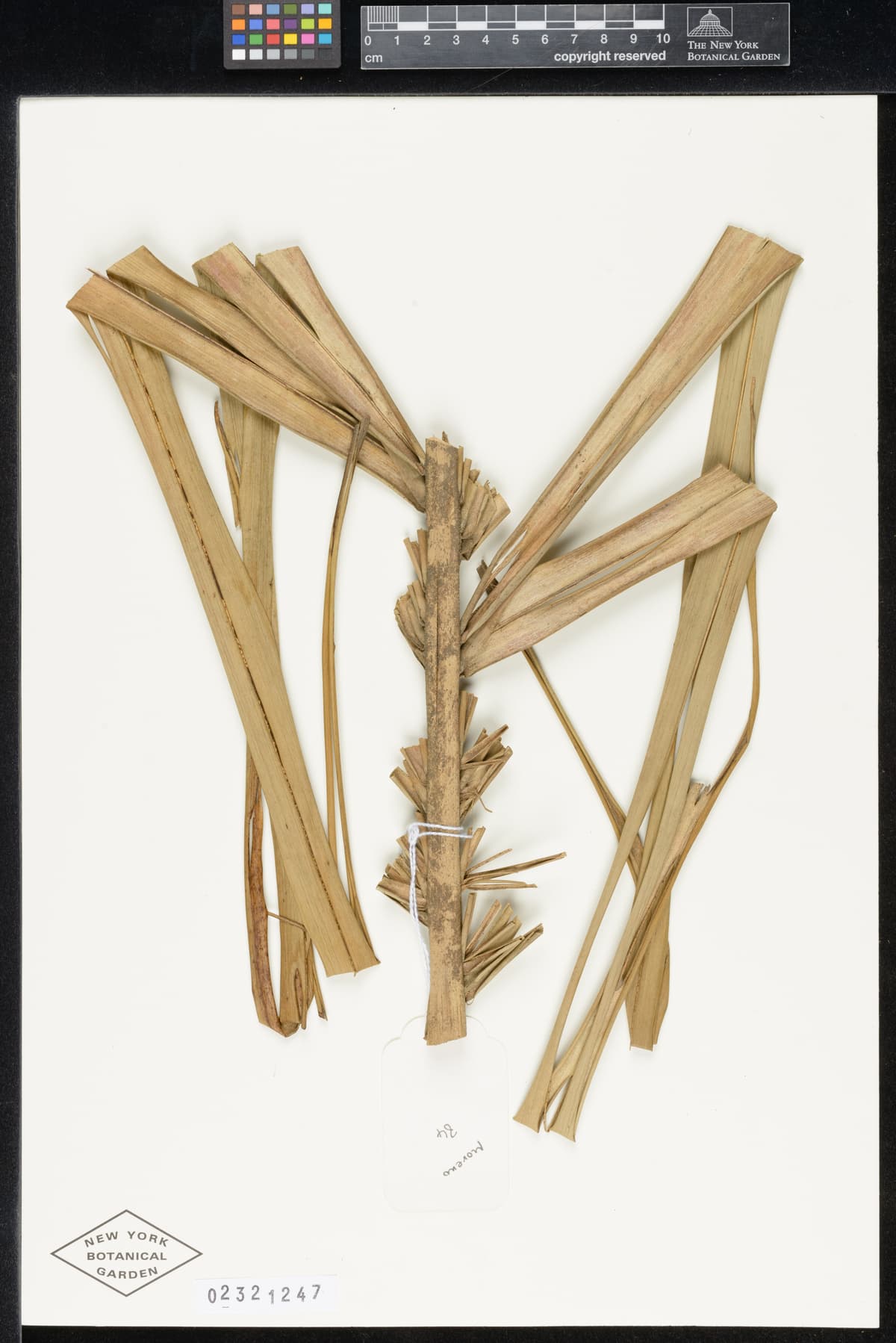 Botanical specimen of Ceroxylon Parvum.