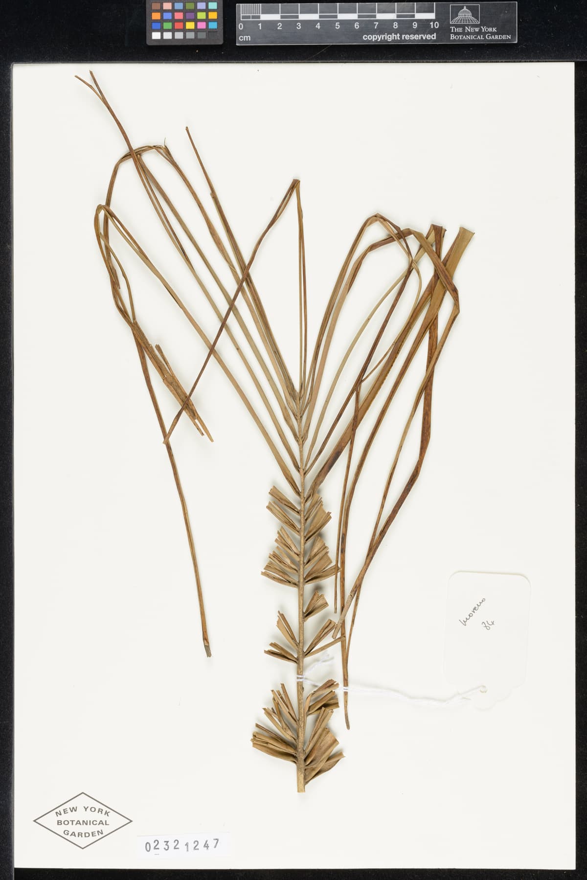 Botanical specimen of Ceroxylon Parvum.
